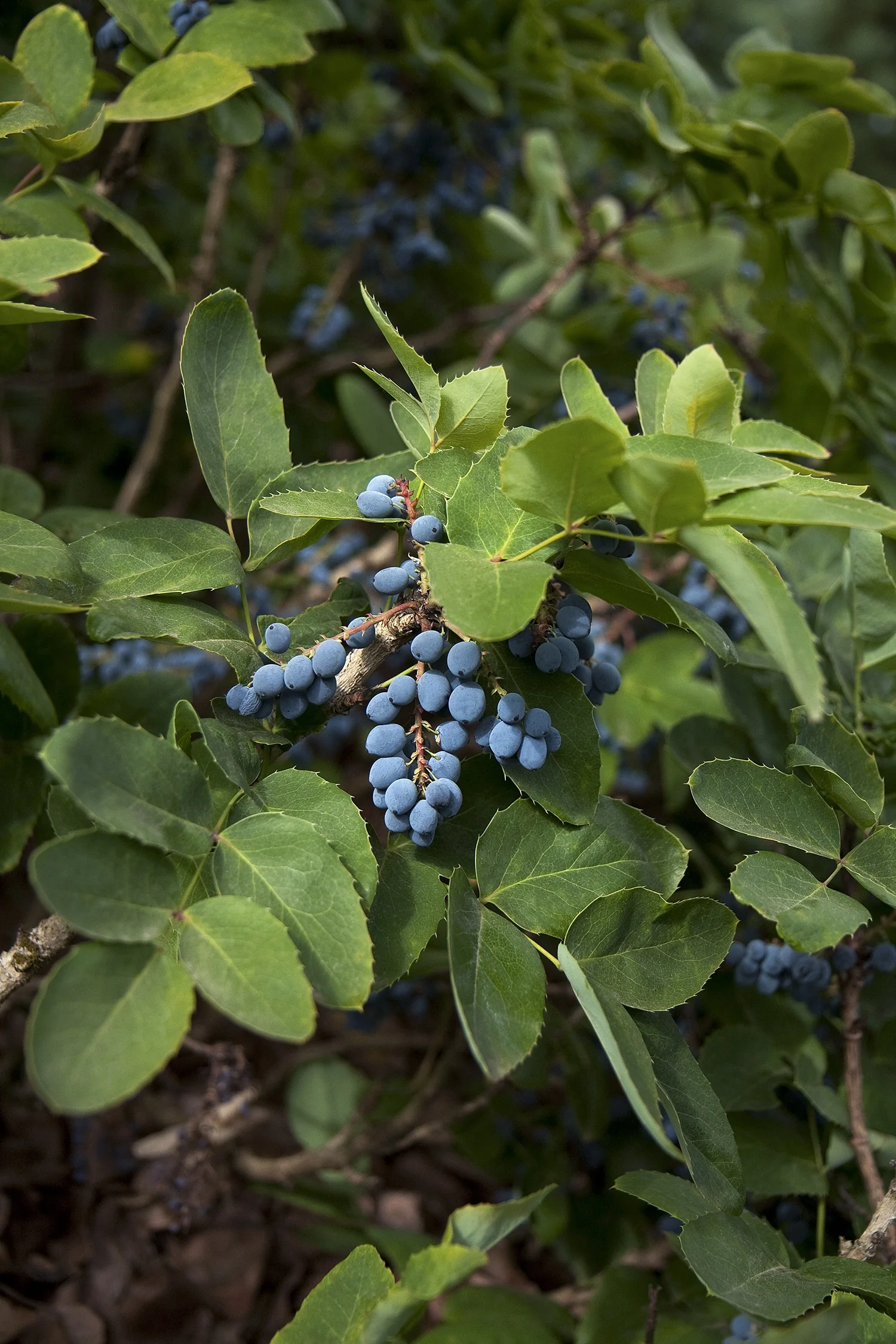 Creeping Oregon Grape