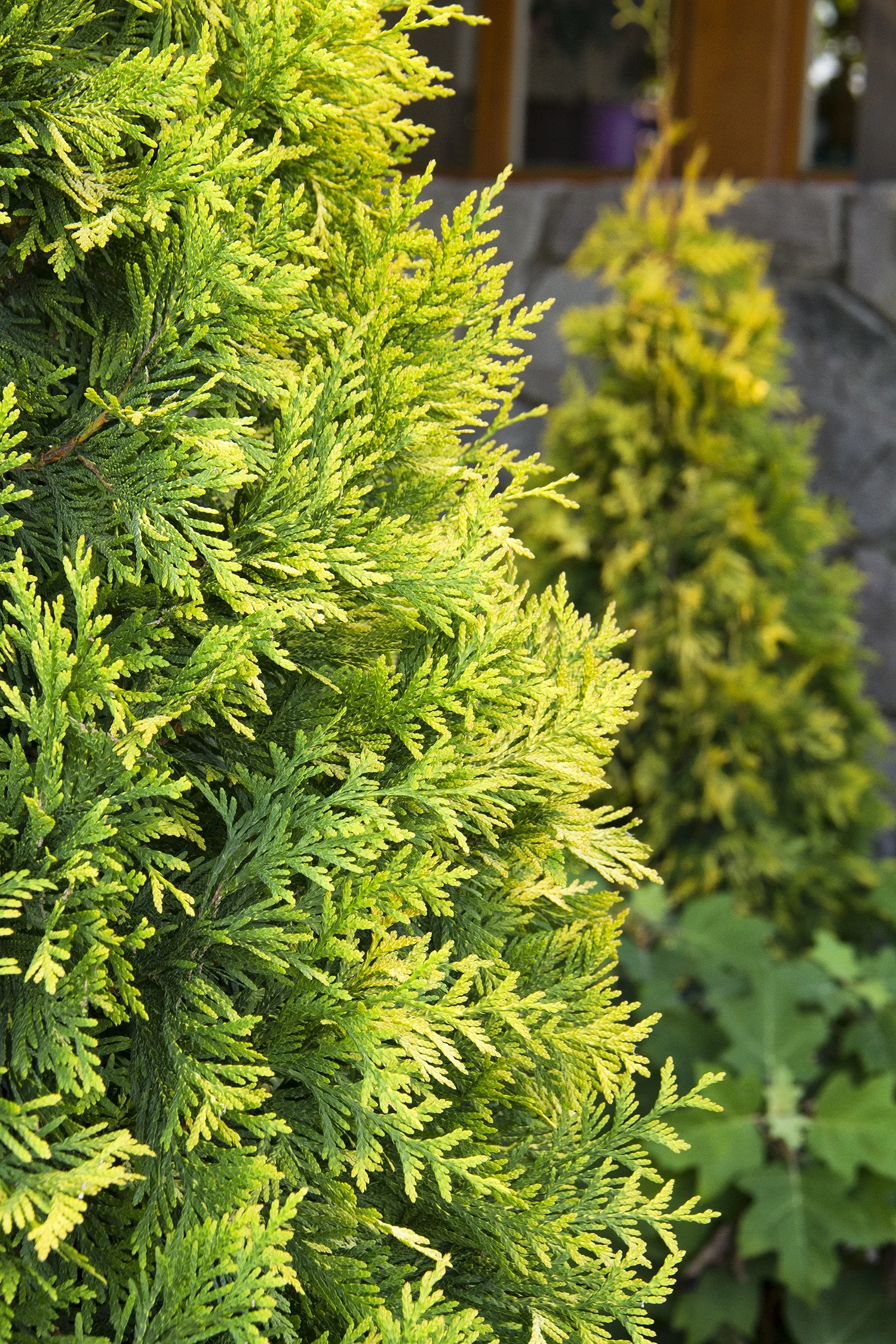Ember Waves® Western Arborvitae 4 Ember Waves® Western Arborvitae