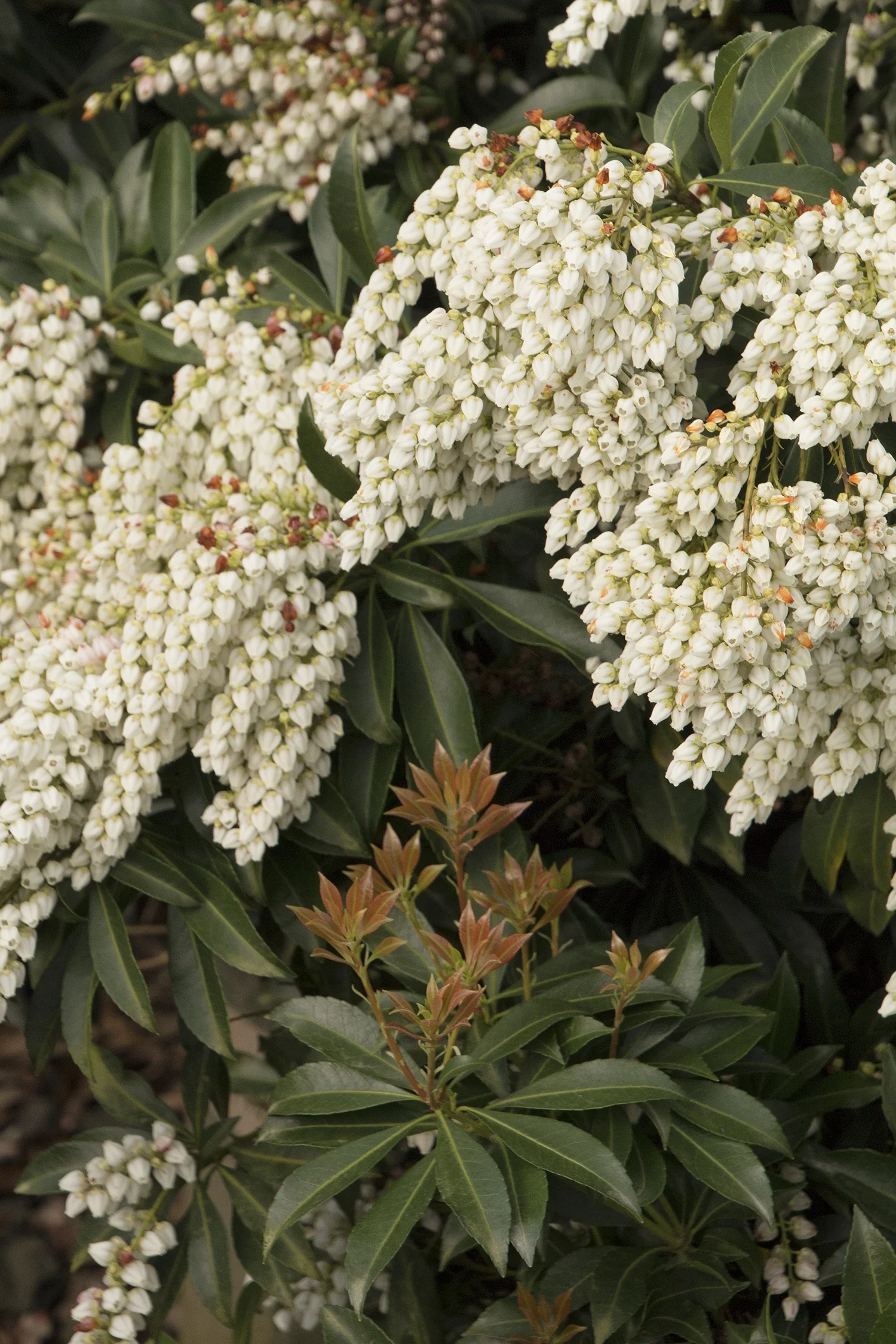 Enchanted Forest Collection® River Run Pieris