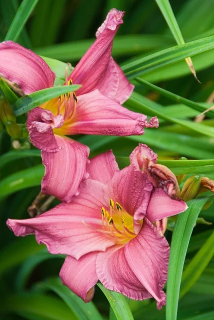 Summer Wine Daylily 13 Summer Wine Daylily