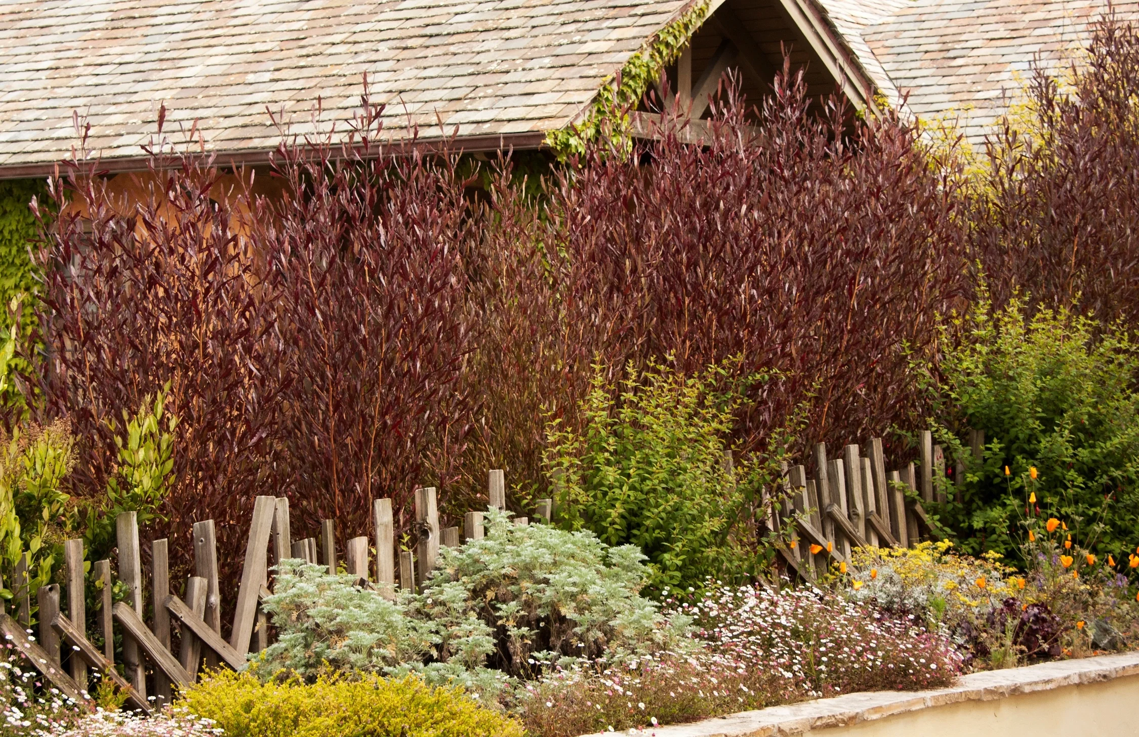 Purple Hopseed Bush 3 Purple Hopseed Bush