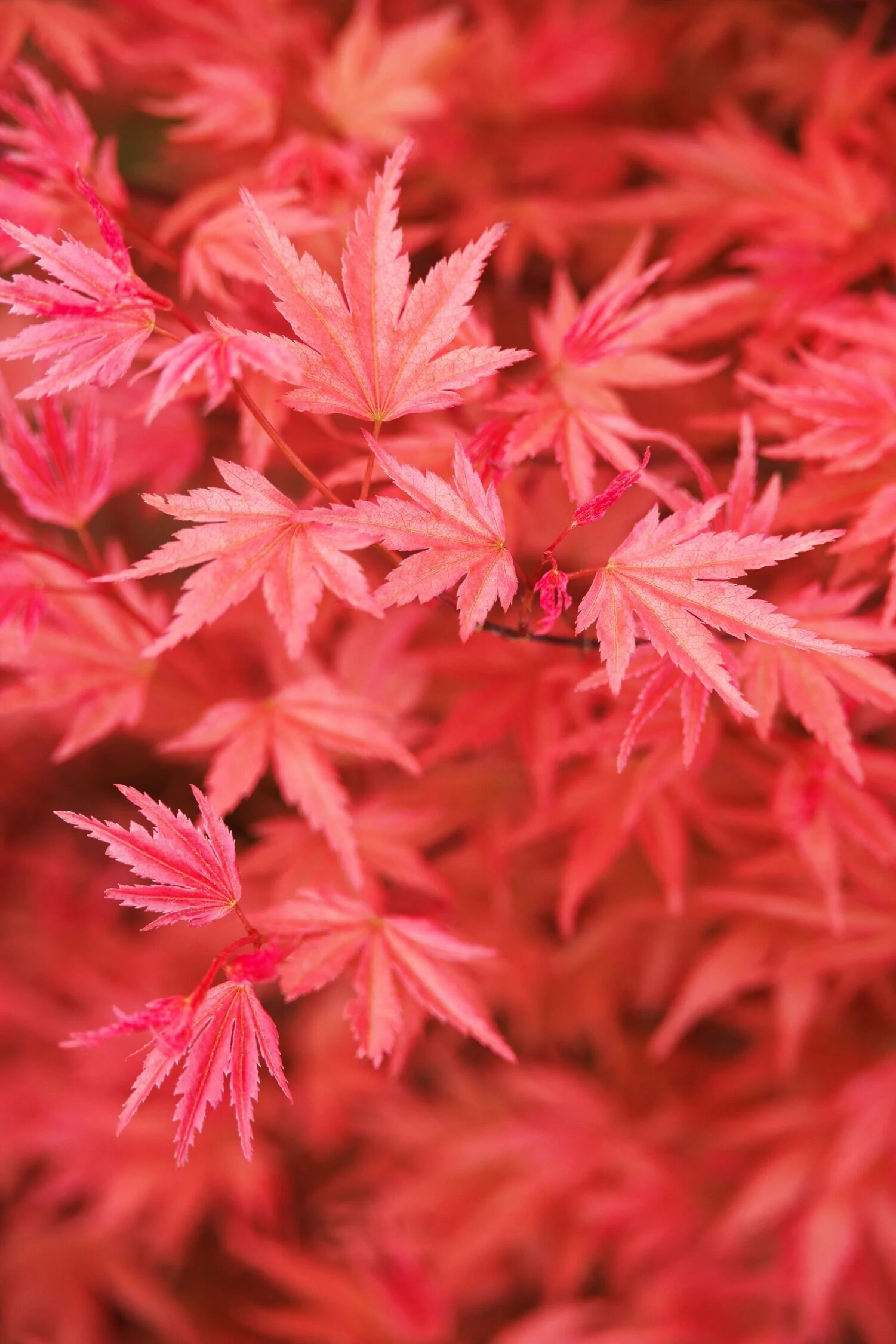 Butterscotch Japanese Maple 1 Butterscotch Japanese Maple