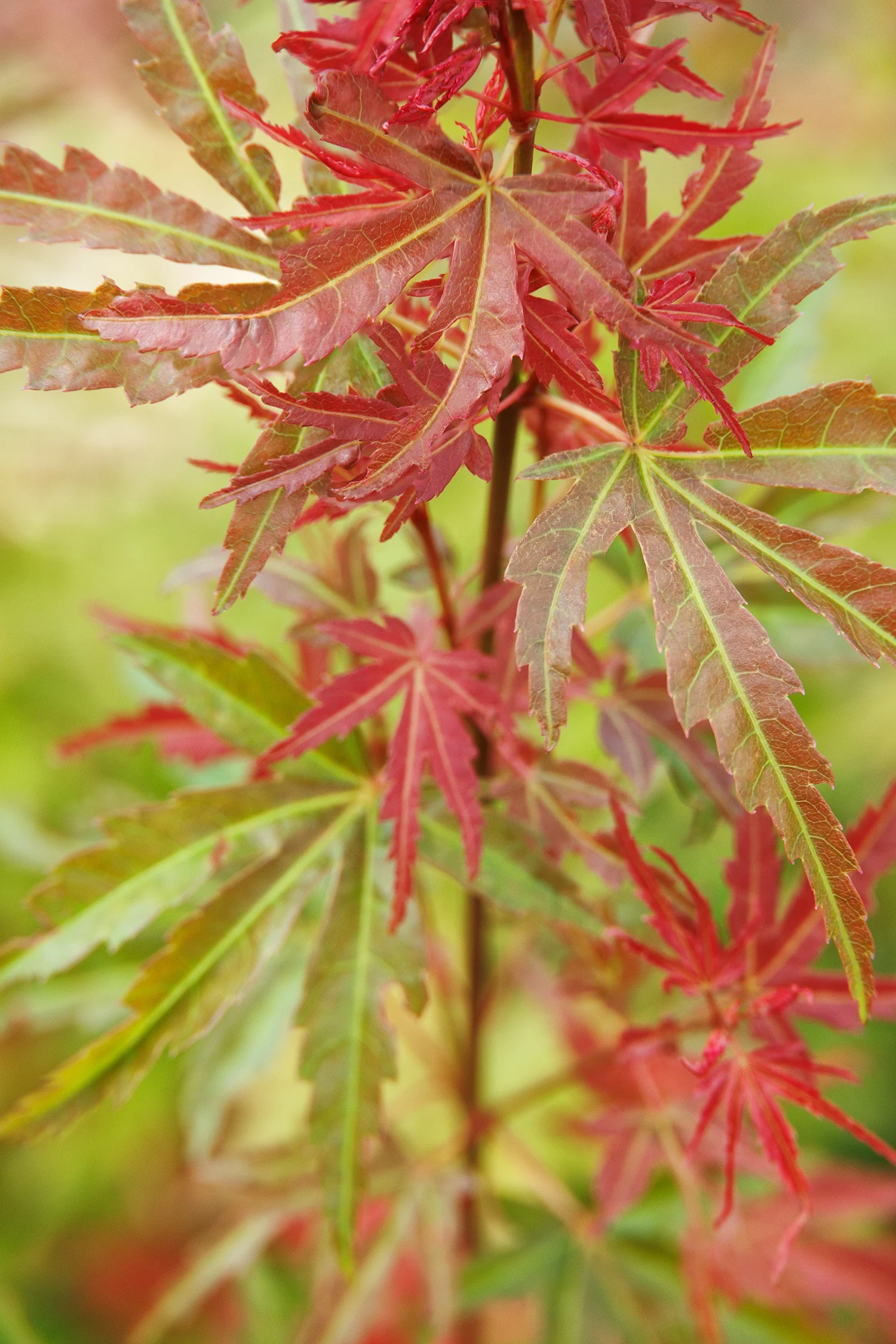 Butterscotch Japanese Maple 2 Butterscotch Japanese Maple