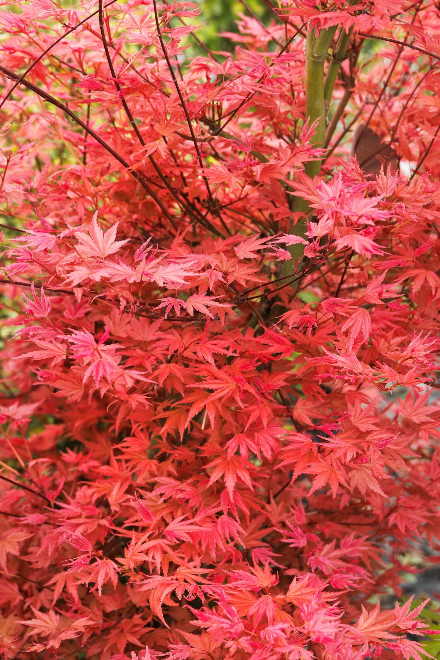 Butterscotch Japanese Maple 3 Butterscotch Japanese Maple