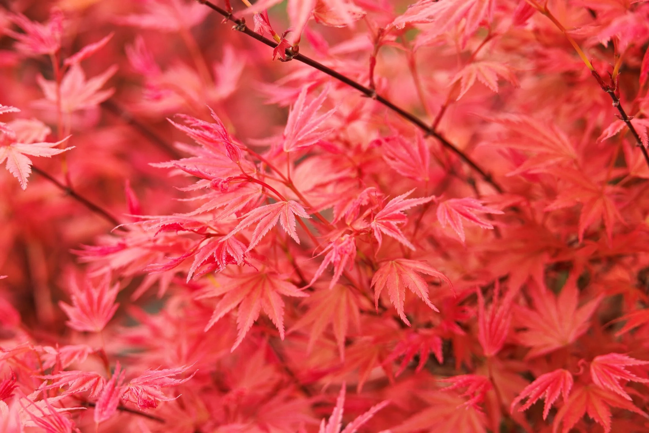Butterscotch Japanese Maple 4 Butterscotch Japanese Maple