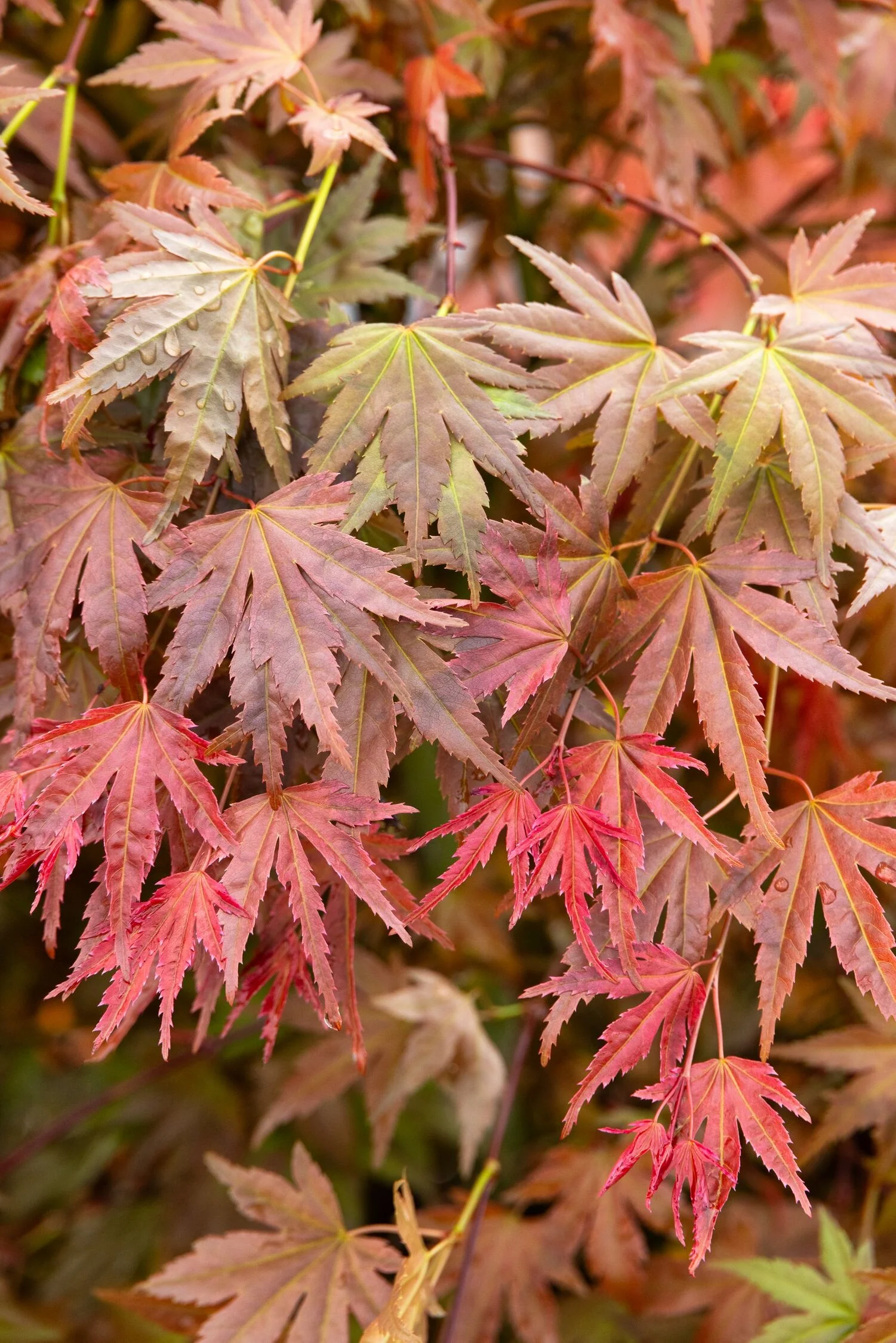 Butterscotch Japanese Maple 5 Butterscotch Japanese Maple