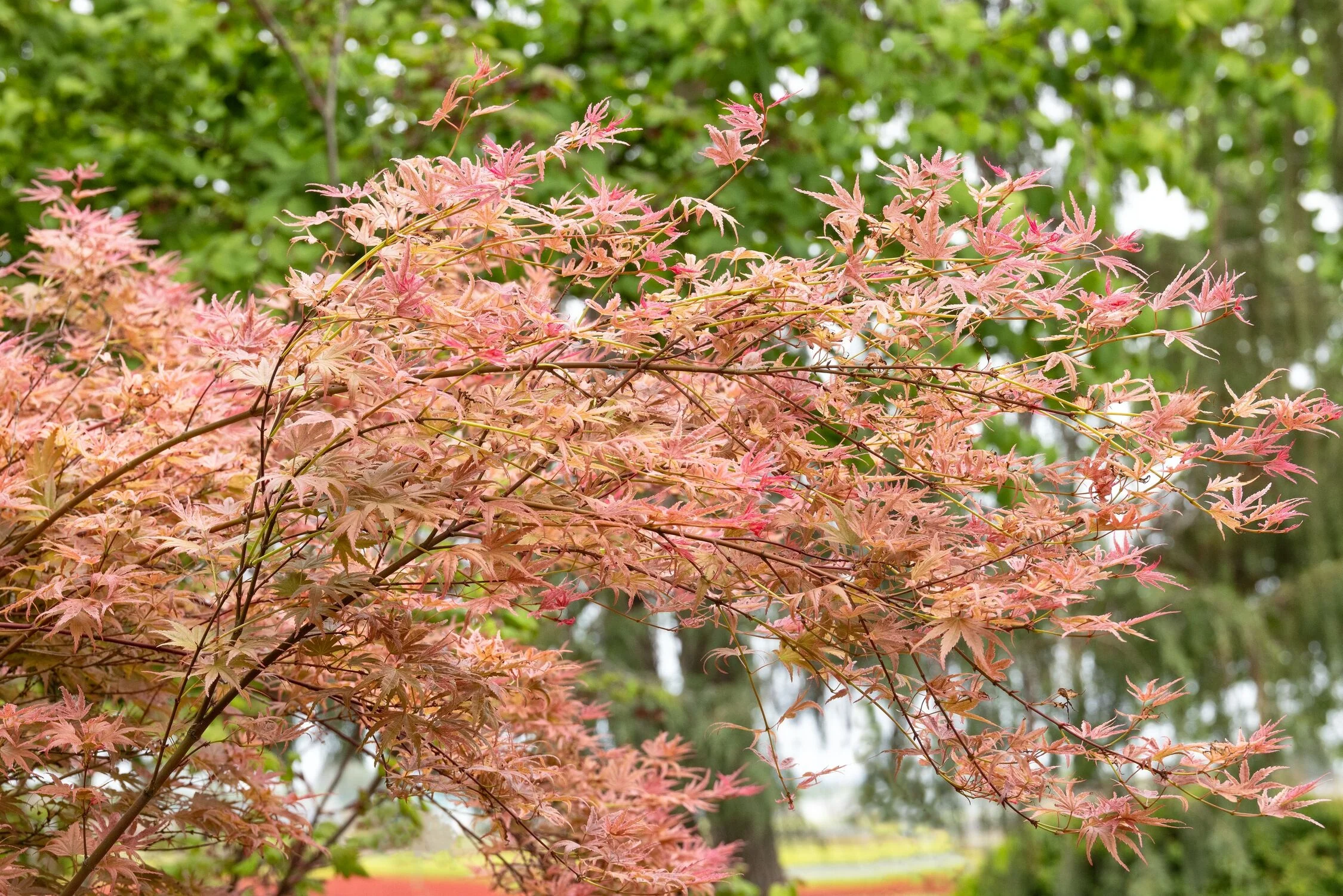 Butterscotch Japanese Maple 6 Butterscotch Japanese Maple