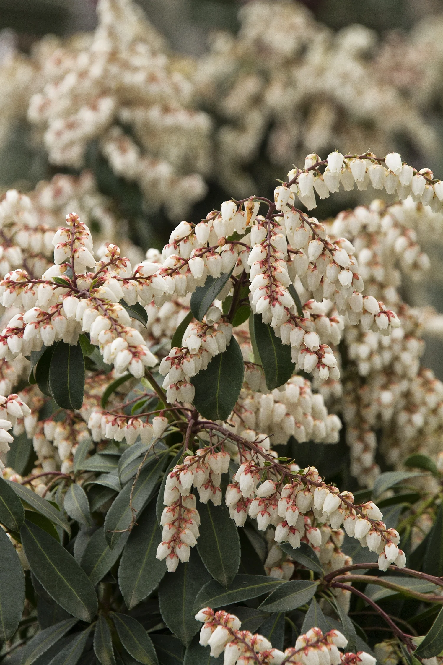 Enchanted Forest Collection® Sunsprite™ Pieris