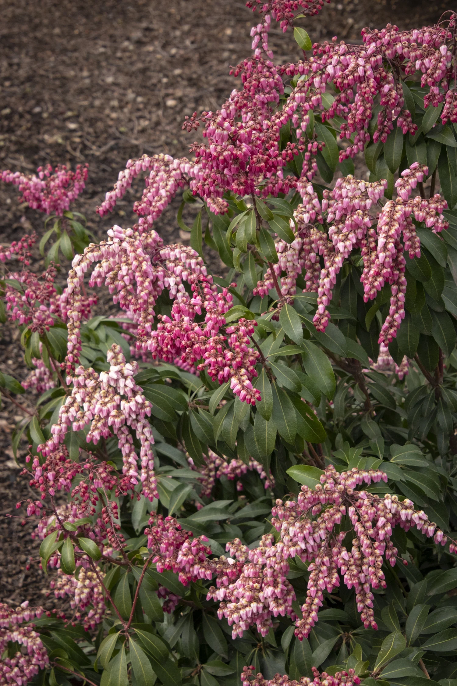 Enchanted Forest Collection® Impish Elf™ Pieris 1 Enchanted Forest Collection® Impish Elf™ Pieris