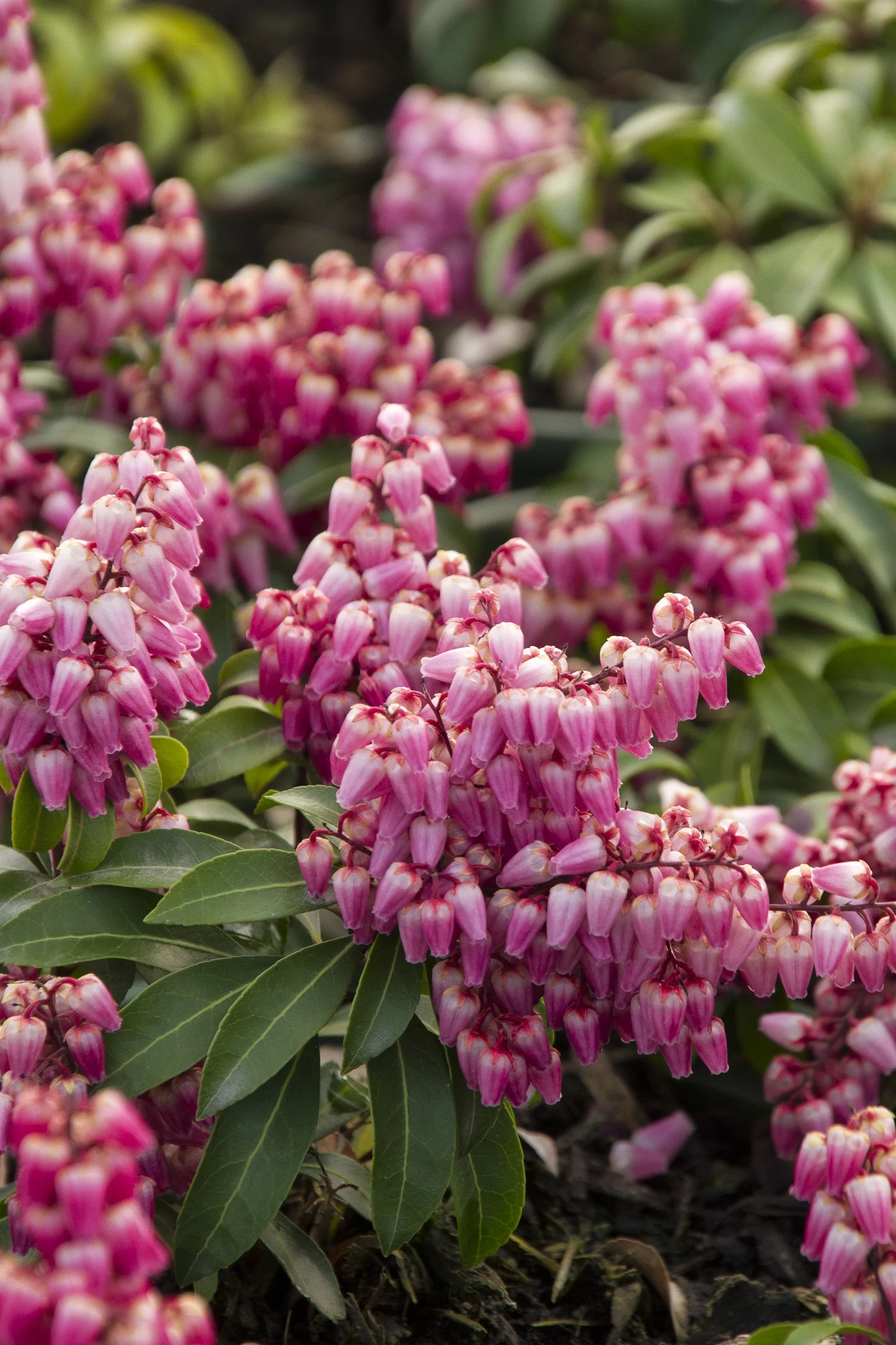 Enchanted Forest Collection® Impish Elf™ Pieris 2 Enchanted Forest Collection® Impish Elf™ Pieris