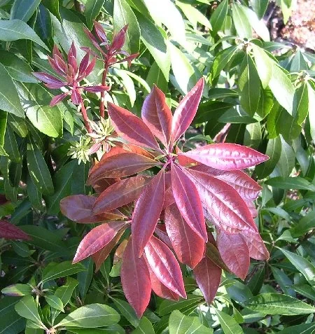 Enchanted Forest Collection® Impish Elf™ Pieris 3 Enchanted Forest Collection® Impish Elf™ Pieris