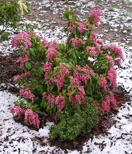 Enchanted Forest Collection® Impish Elf™ Pieris 4 Enchanted Forest Collection® Impish Elf™ Pieris