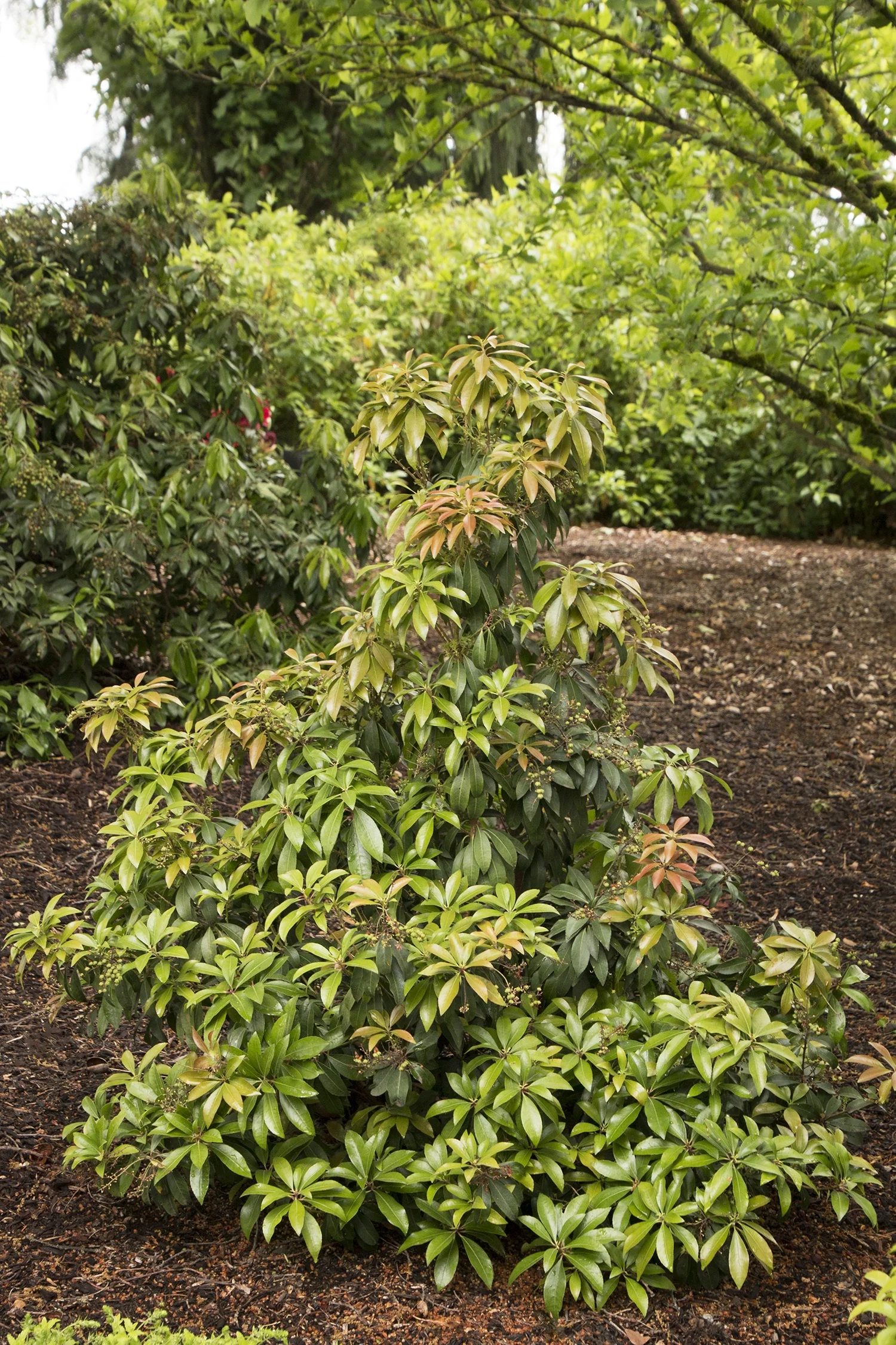 Enchanted Forest Collection® Impish Elf™ Pieris 5 Enchanted Forest Collection® Impish Elf™ Pieris