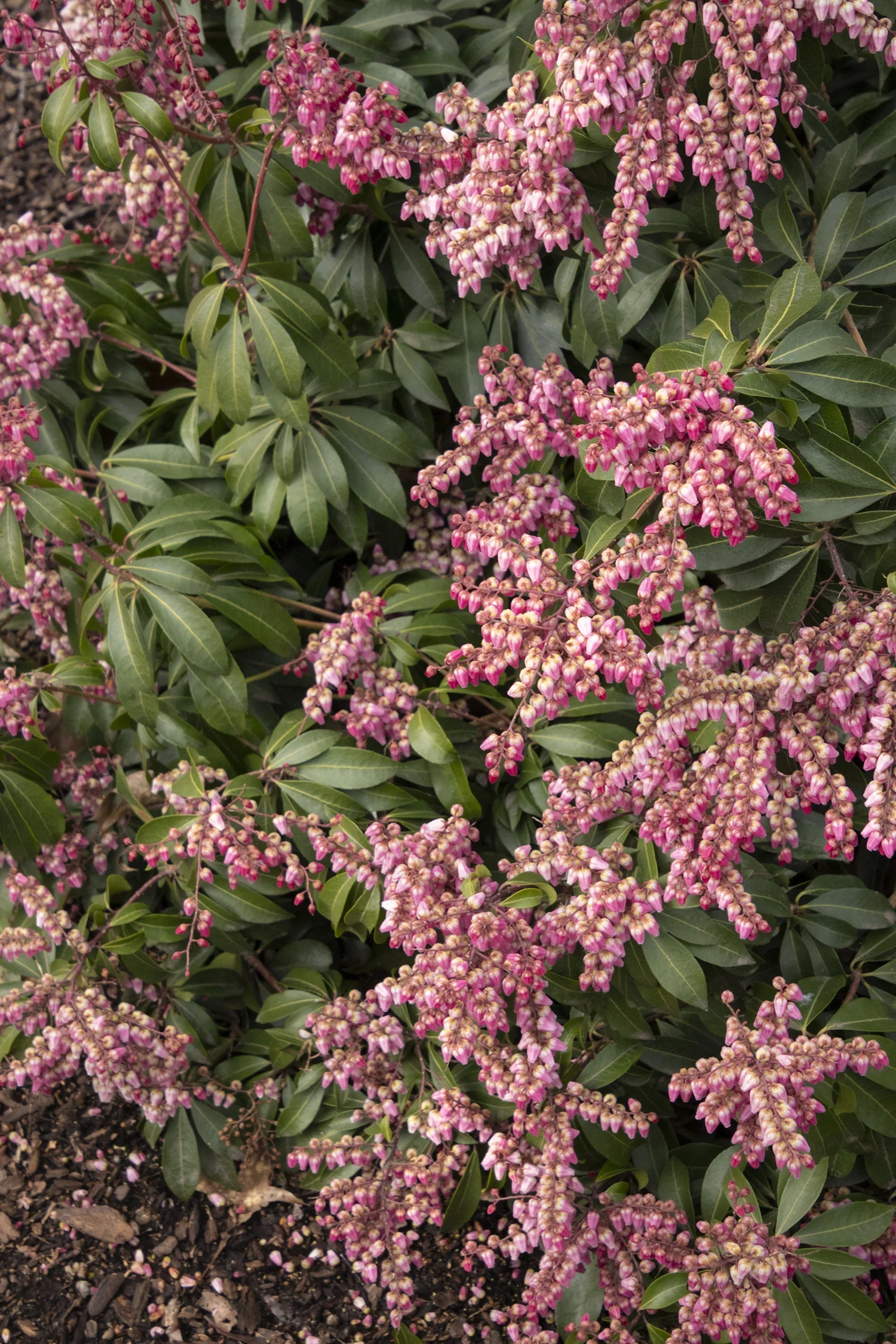 Enchanted Forest Collection® Impish Elf™ Pieris 6 Enchanted Forest Collection® Impish Elf™ Pieris