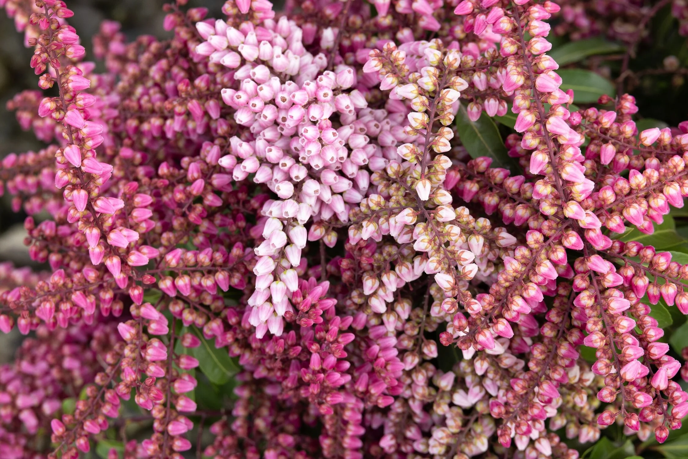 Enchanted Forest Collection® Impish Elf™ Pieris 7 Enchanted Forest Collection® Impish Elf™ Pieris