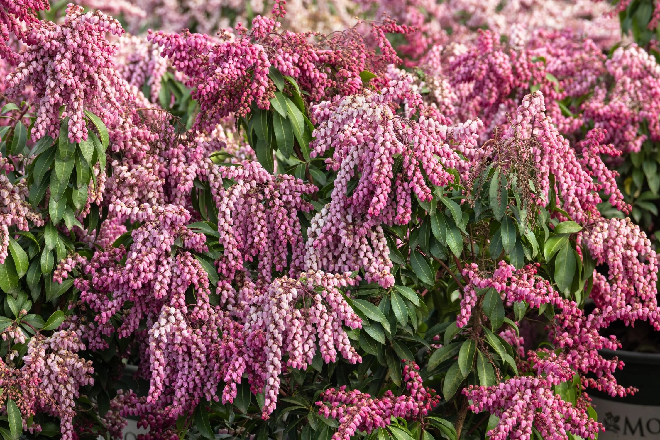 Enchanted Forest Collection® Impish Elf™ Pieris 8 Enchanted Forest Collection® Impish Elf™ Pieris