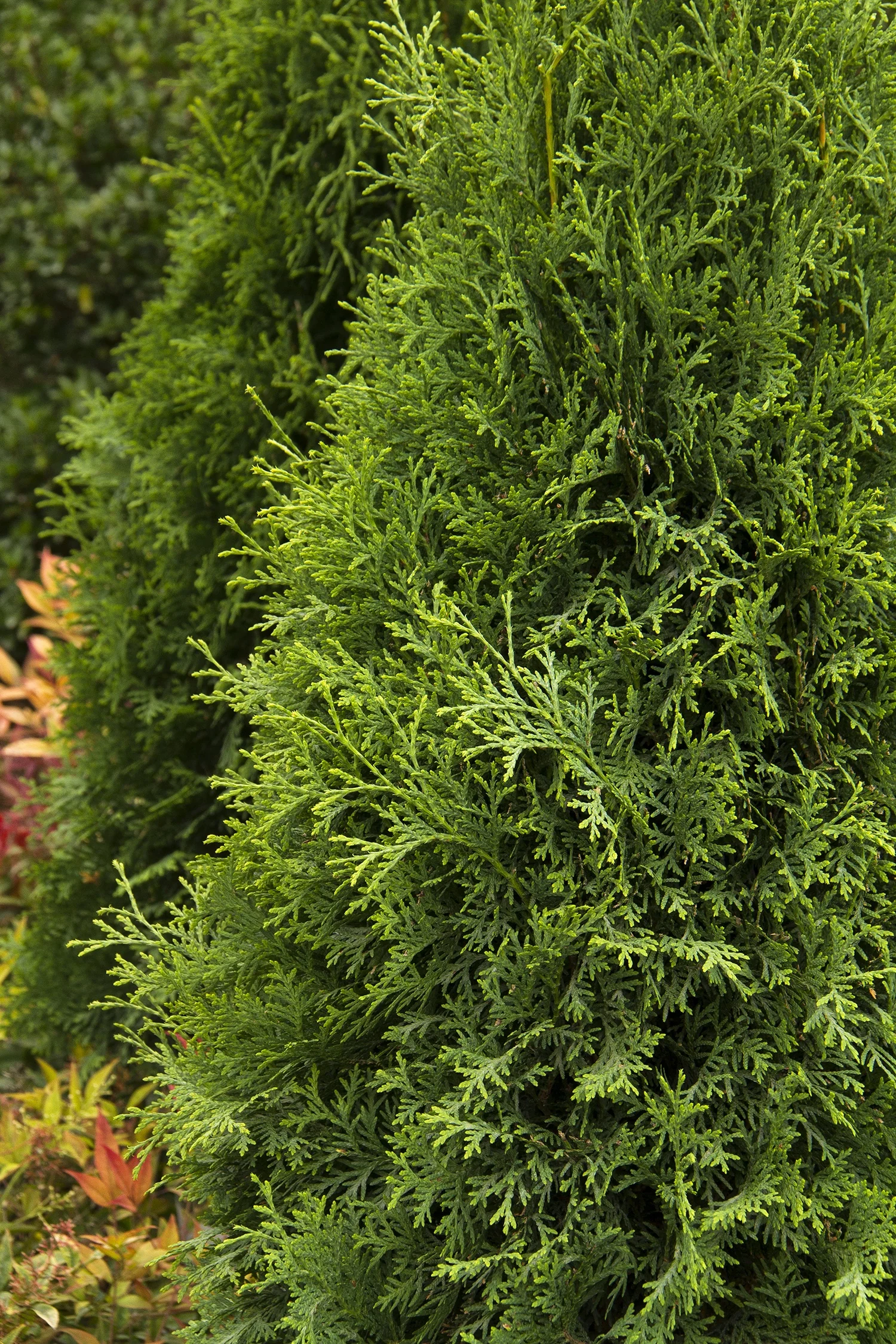 Malonyana Arborvitae