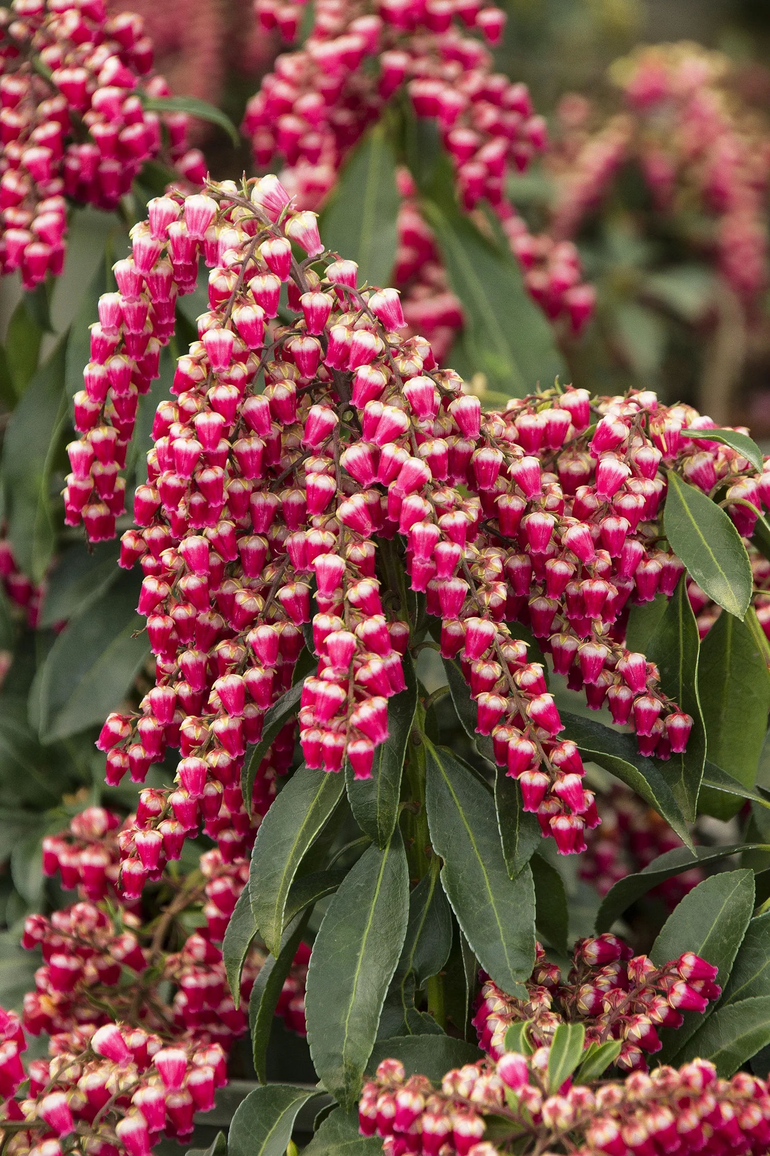 Enchanted Forest Collection® Gay Goblin™ Pieris 16 Enchanted Forest Collection® Gay Goblin™ Pieris