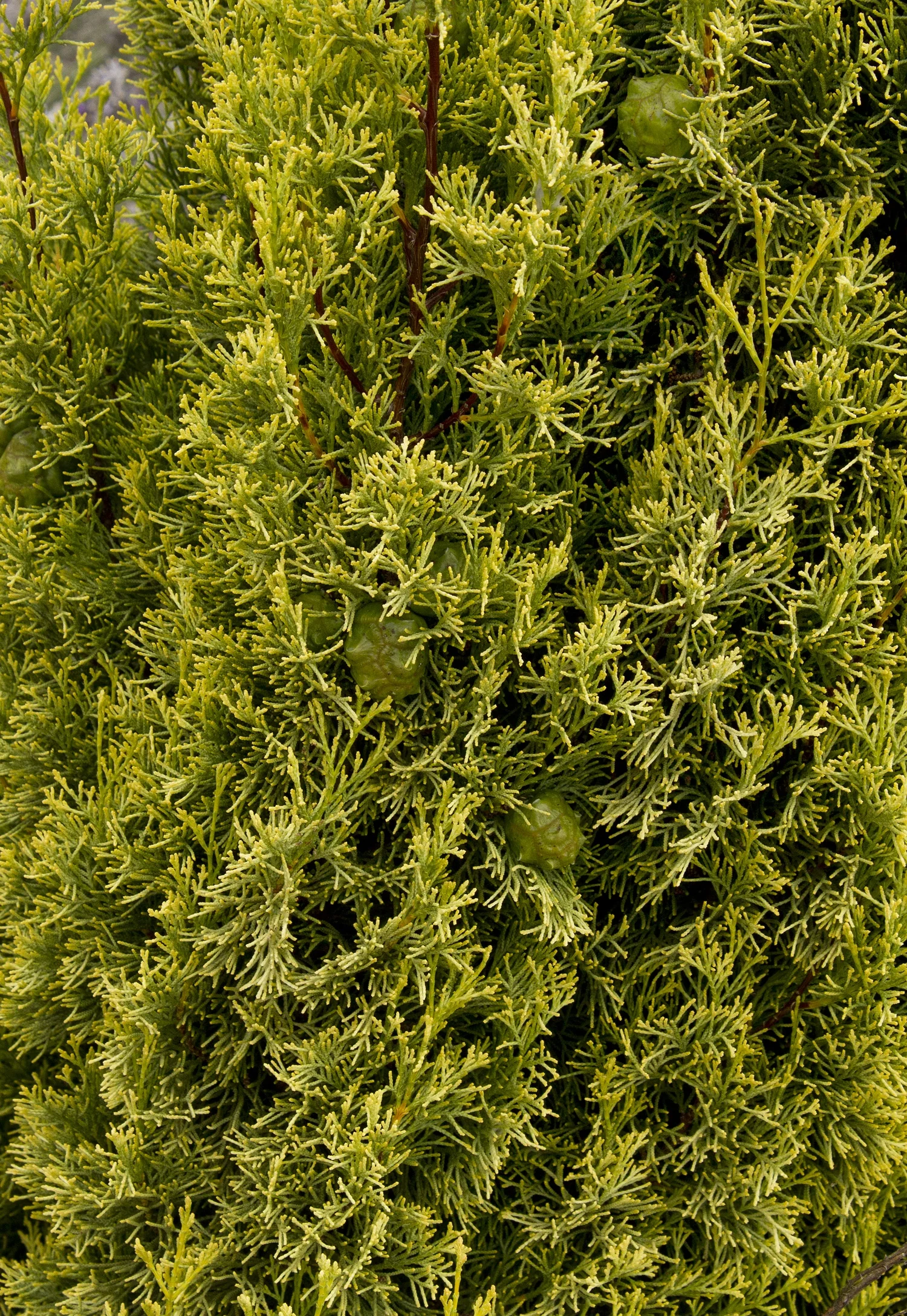 Swane's Golden Italian Cypress
