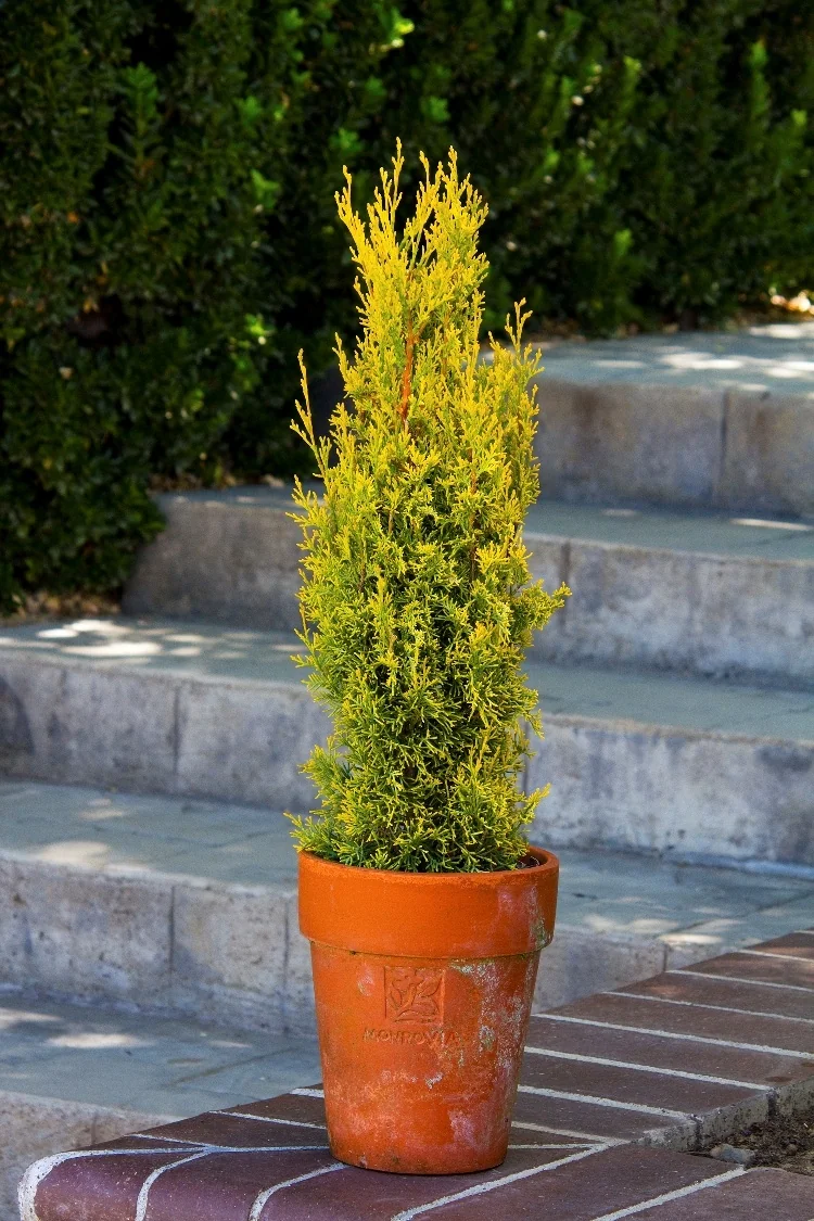 Swane's Golden Italian Cypress