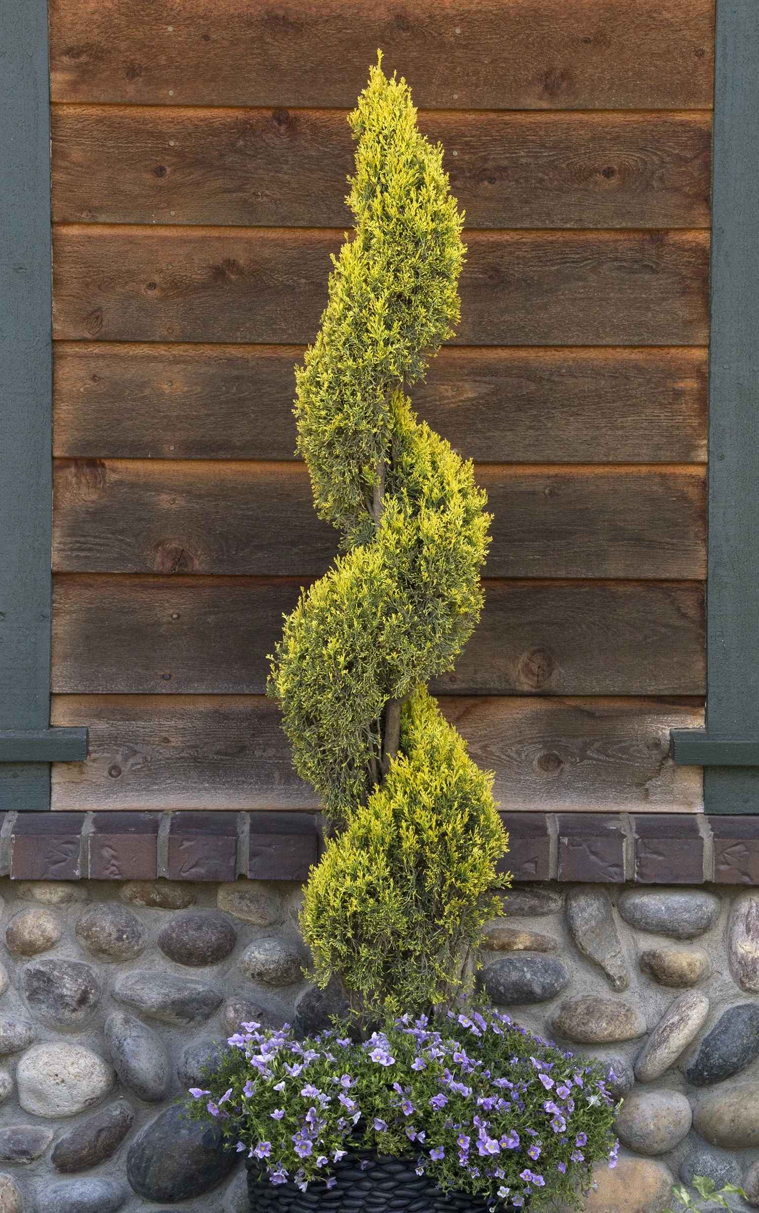 Swane's Golden Italian Cypress 3 Swane's Golden Italian Cypress