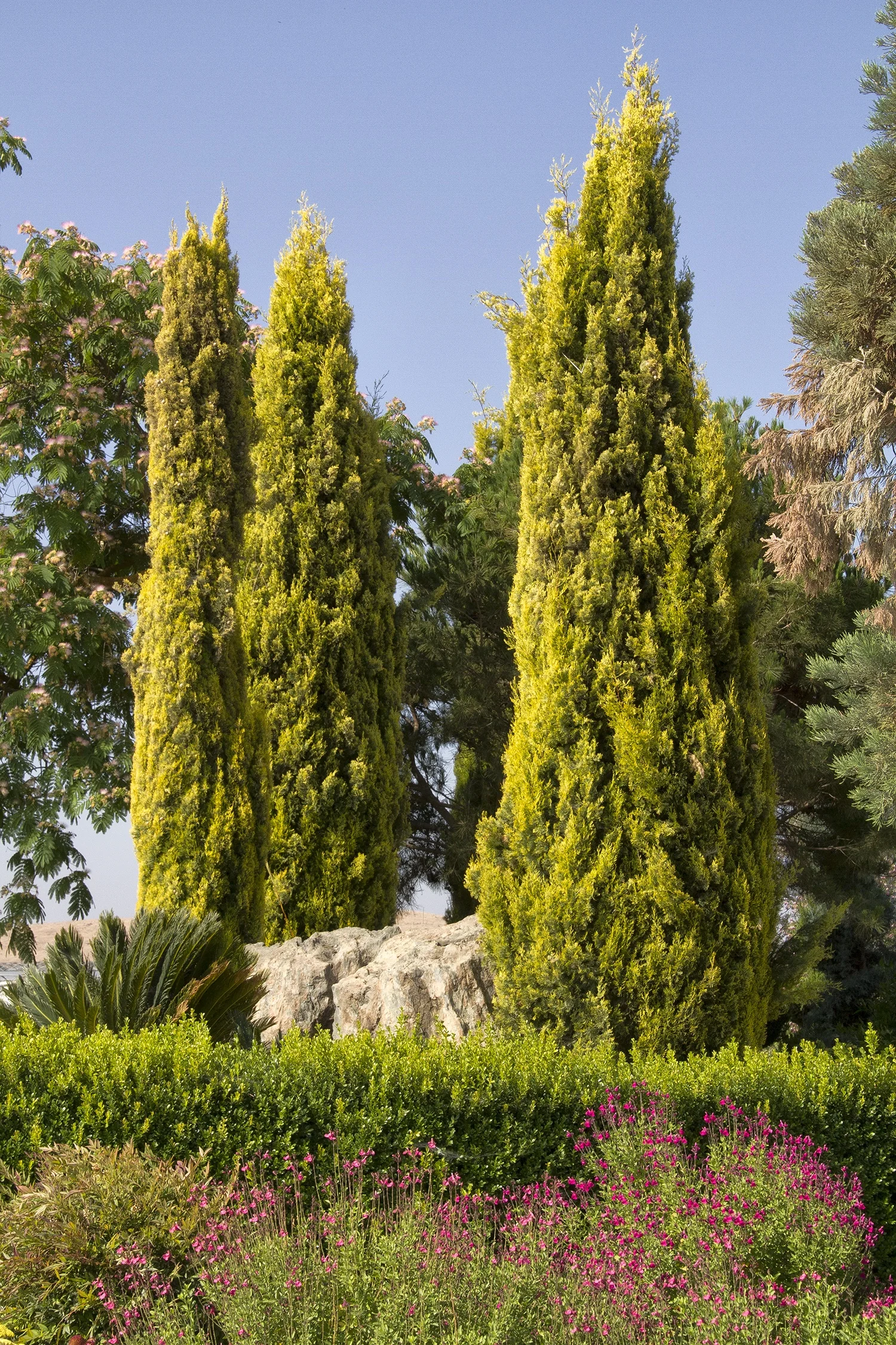 Swane's Golden Italian Cypress 4 Swane's Golden Italian Cypress