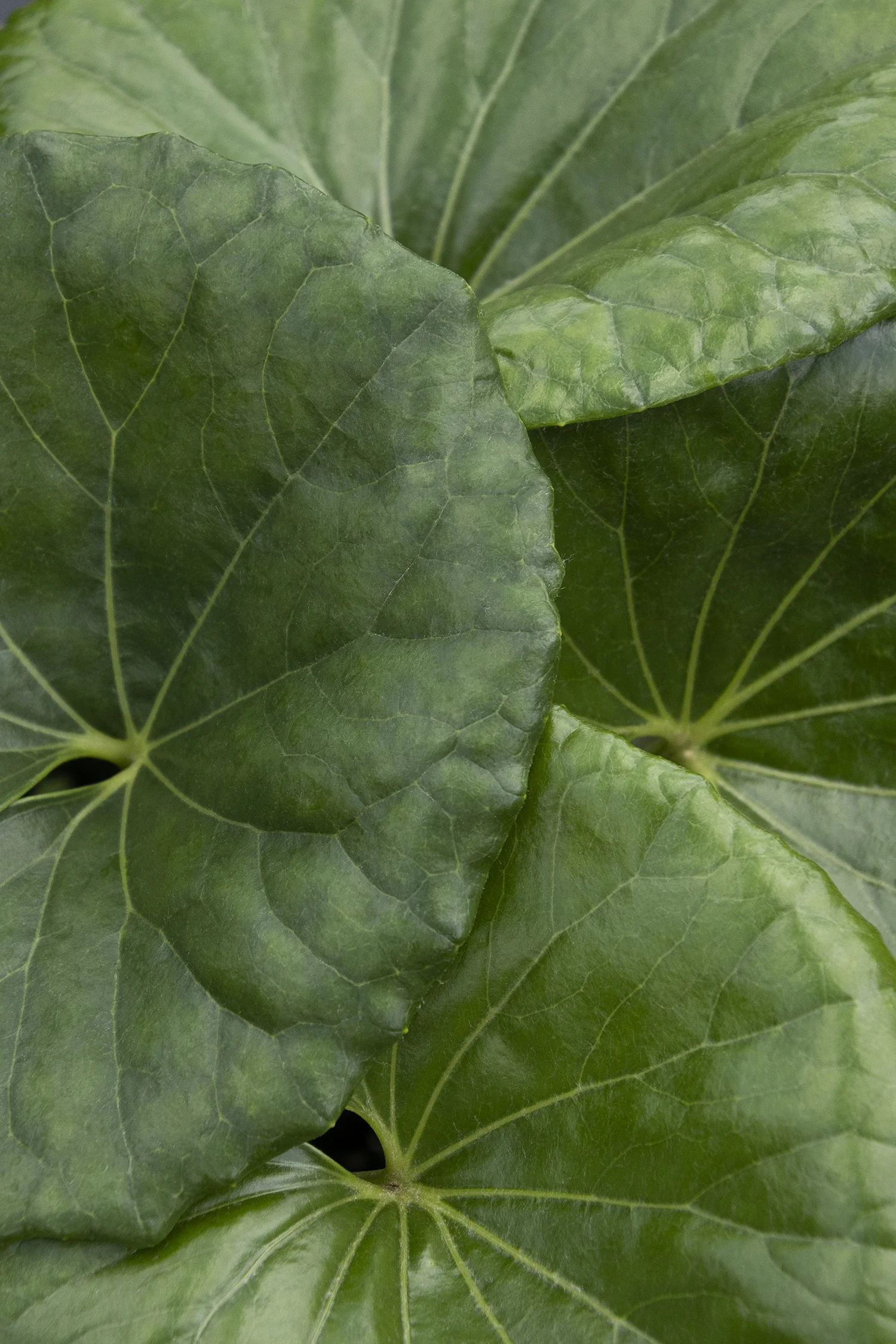 Giant Leopard Plant