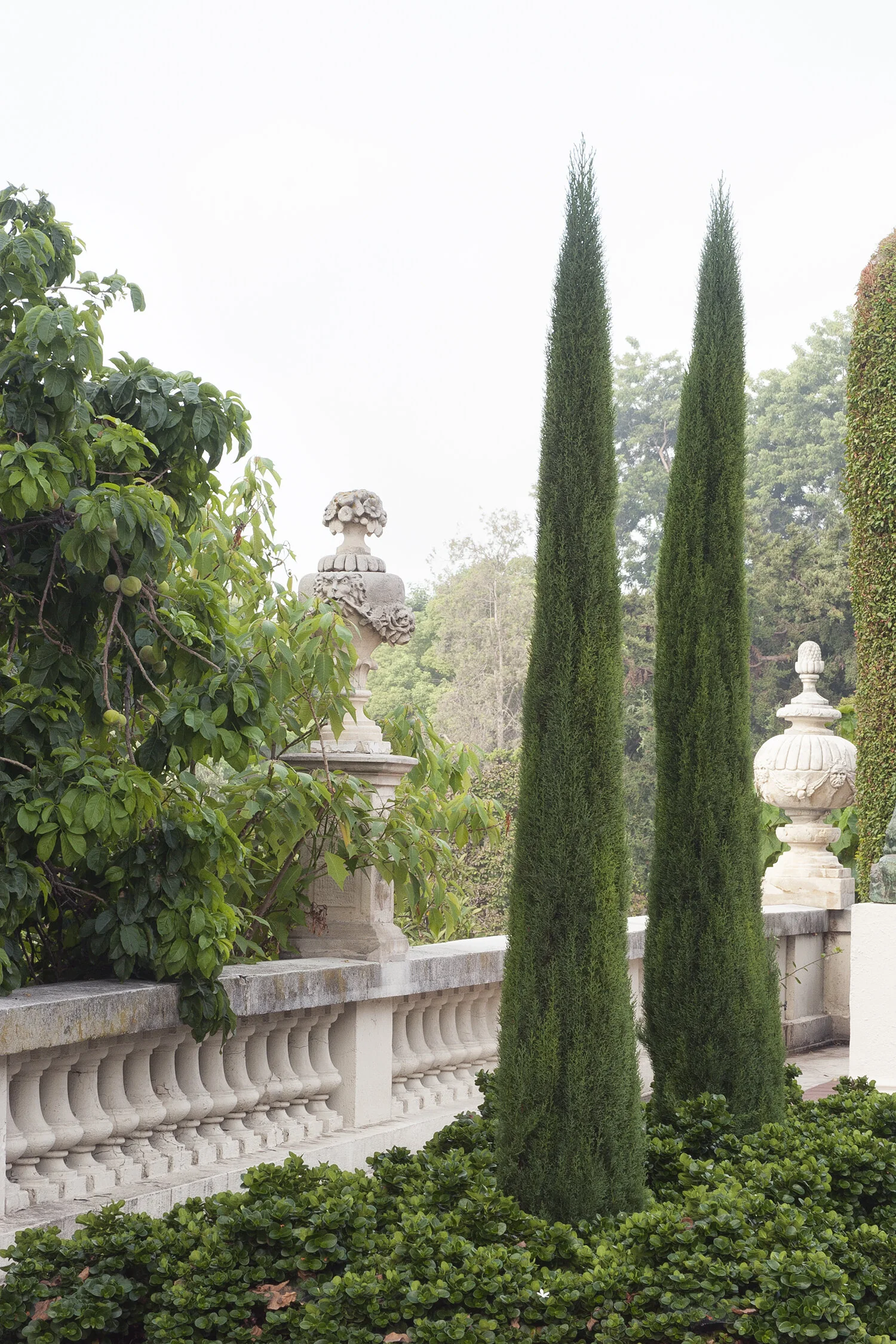 Tiny Tower® Italian Cypress 7 Tiny Tower® Italian Cypress
