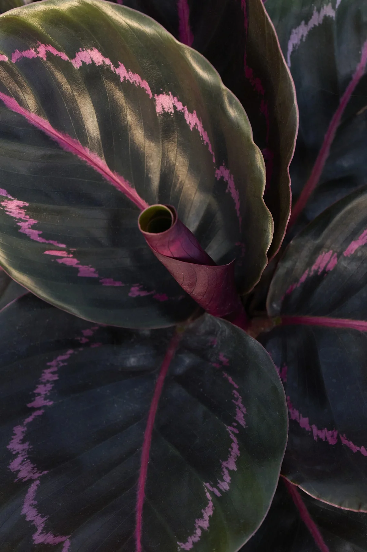 Dottie Rose Painted Prayer Plant 1 Dottie Rose Painted Prayer Plant