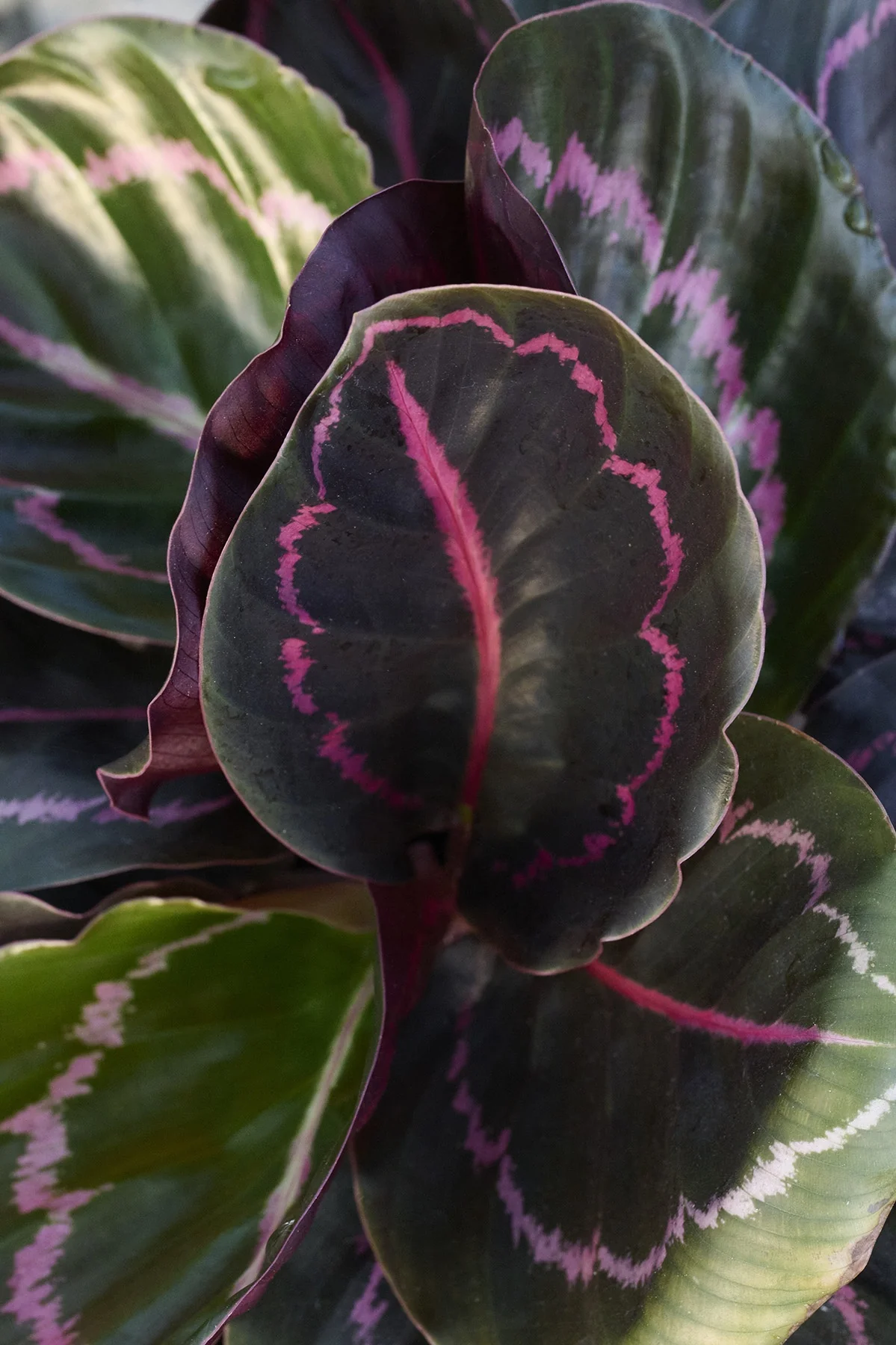 Dottie Rose Painted Prayer Plant 2 Dottie Rose Painted Prayer Plant