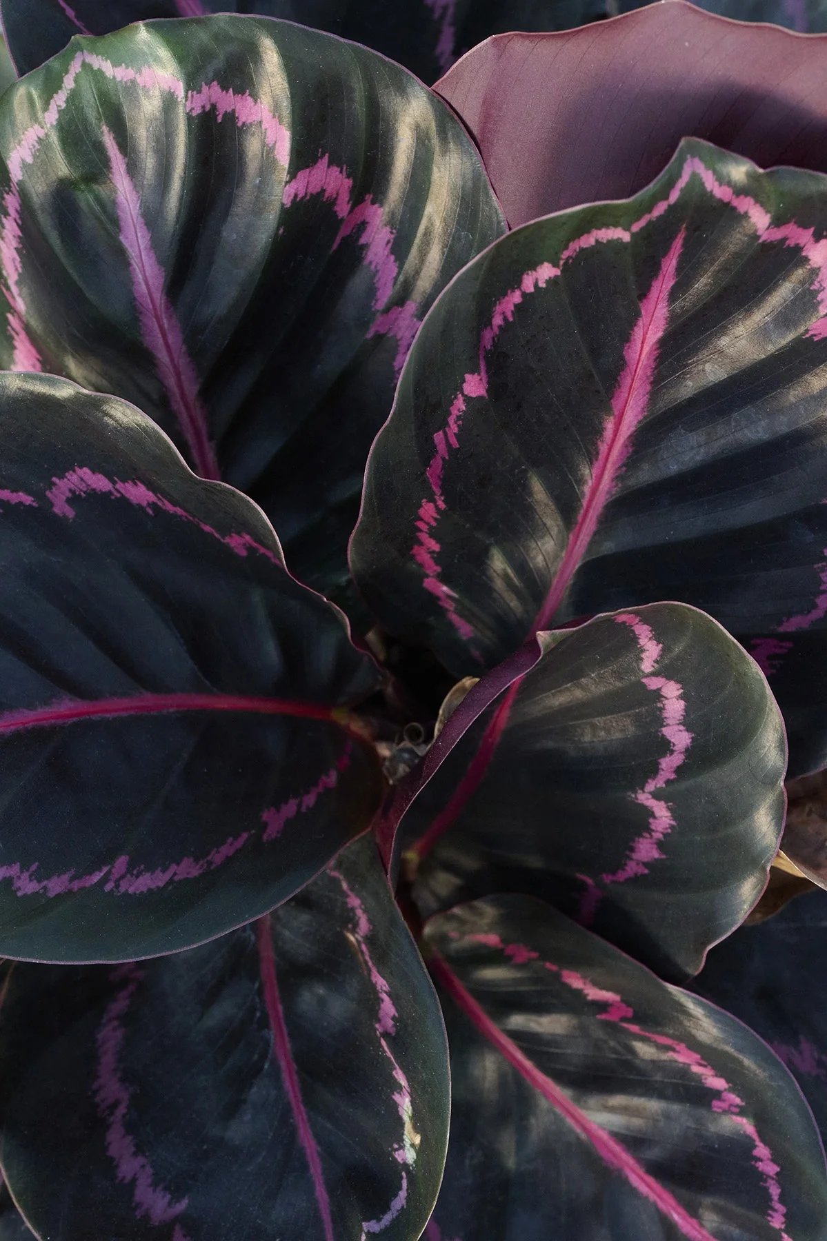 Dottie Rose Painted Prayer Plant 3 Dottie Rose Painted Prayer Plant