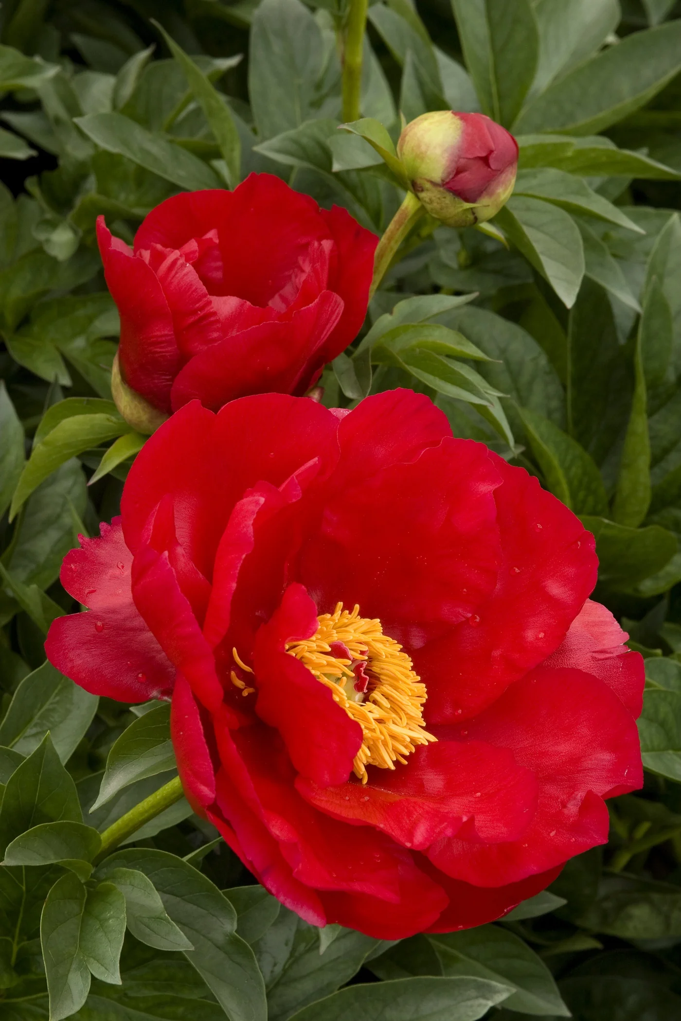 Blaze Peony 5 Blaze Peony