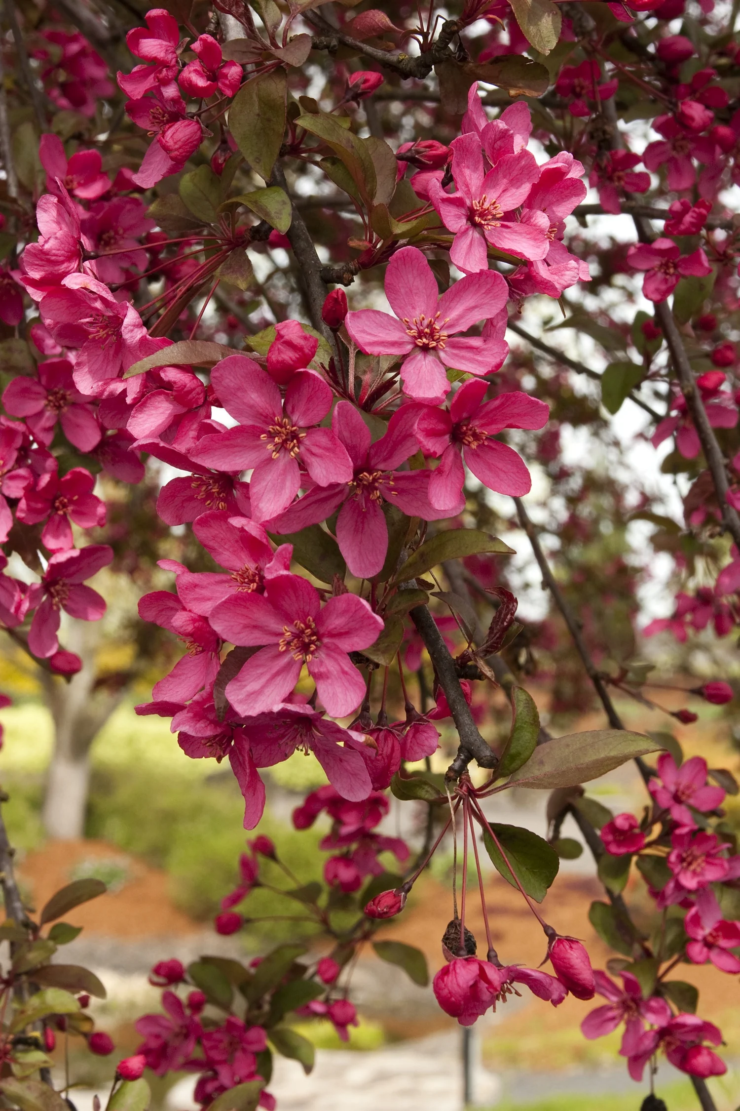 Centurion® Crabapple