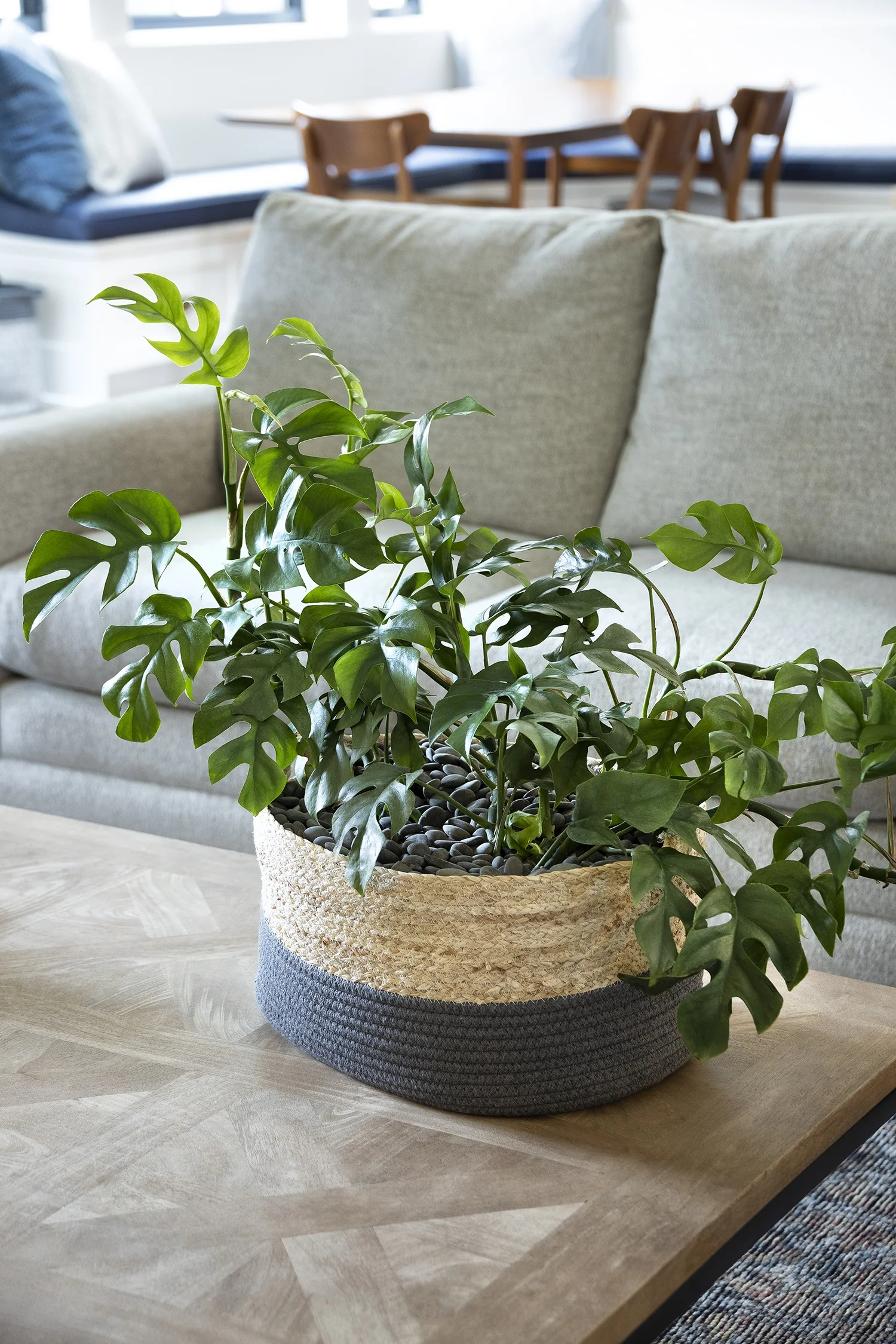 Ginny Mini Monstera 2 Ginny Mini Monstera