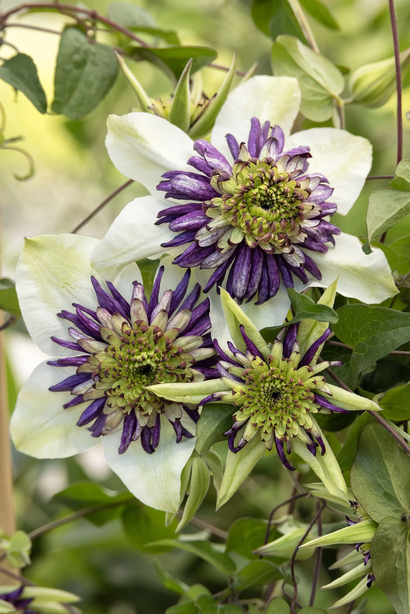 Viennetta™ Clematis 4 Viennetta™ Clematis