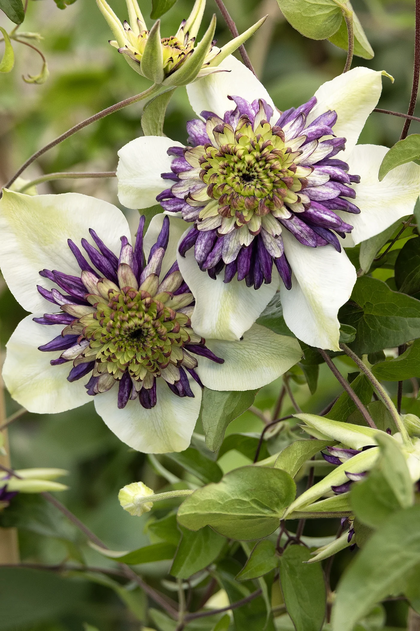 Viennetta™ Clematis 2 Viennetta™ Clematis