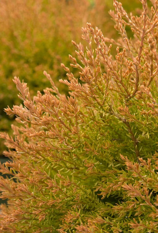 Fire Chief™ Globe Arborvitae 2 Fire Chief™ Globe Arborvitae
