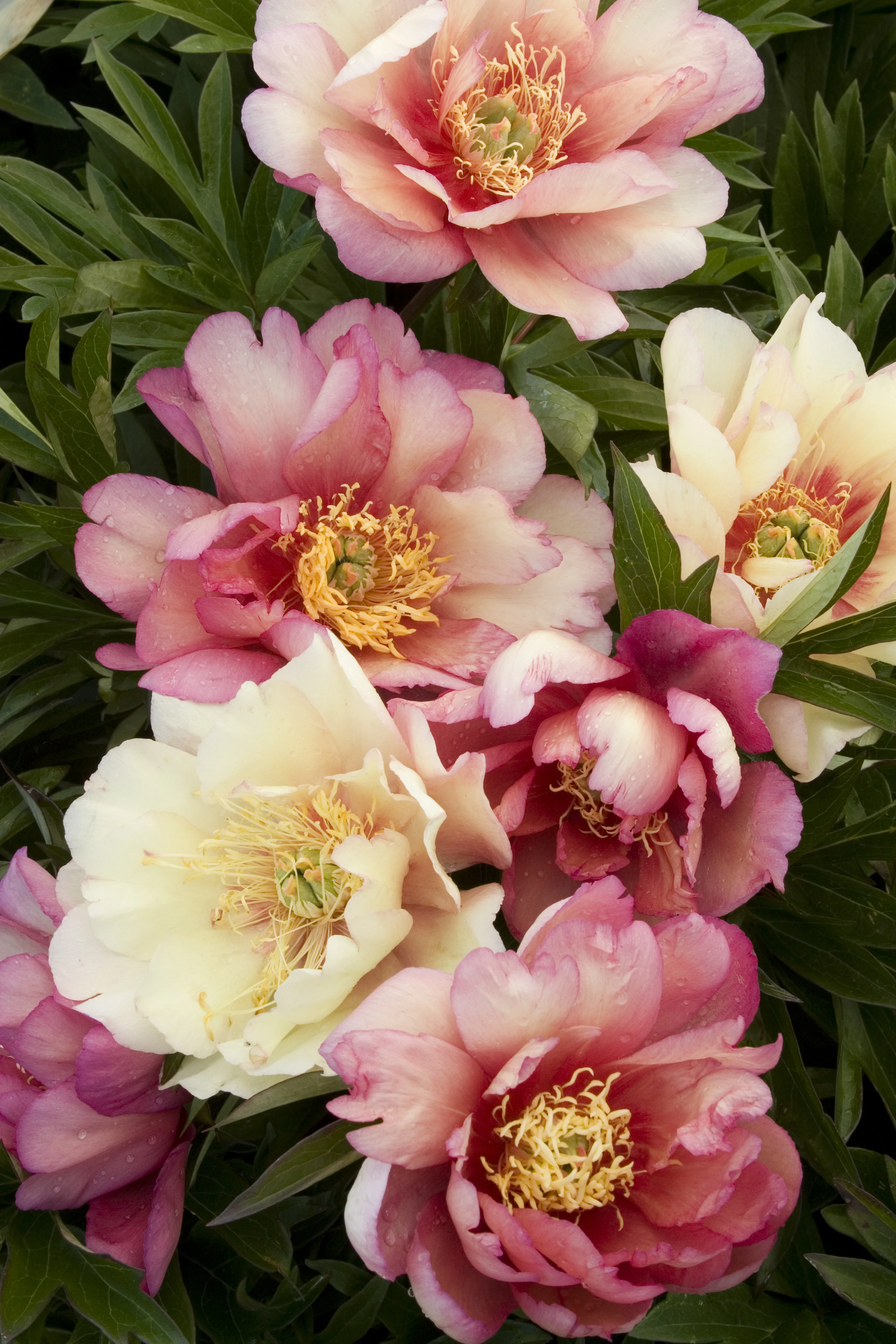 Julia Rose Itoh Peony