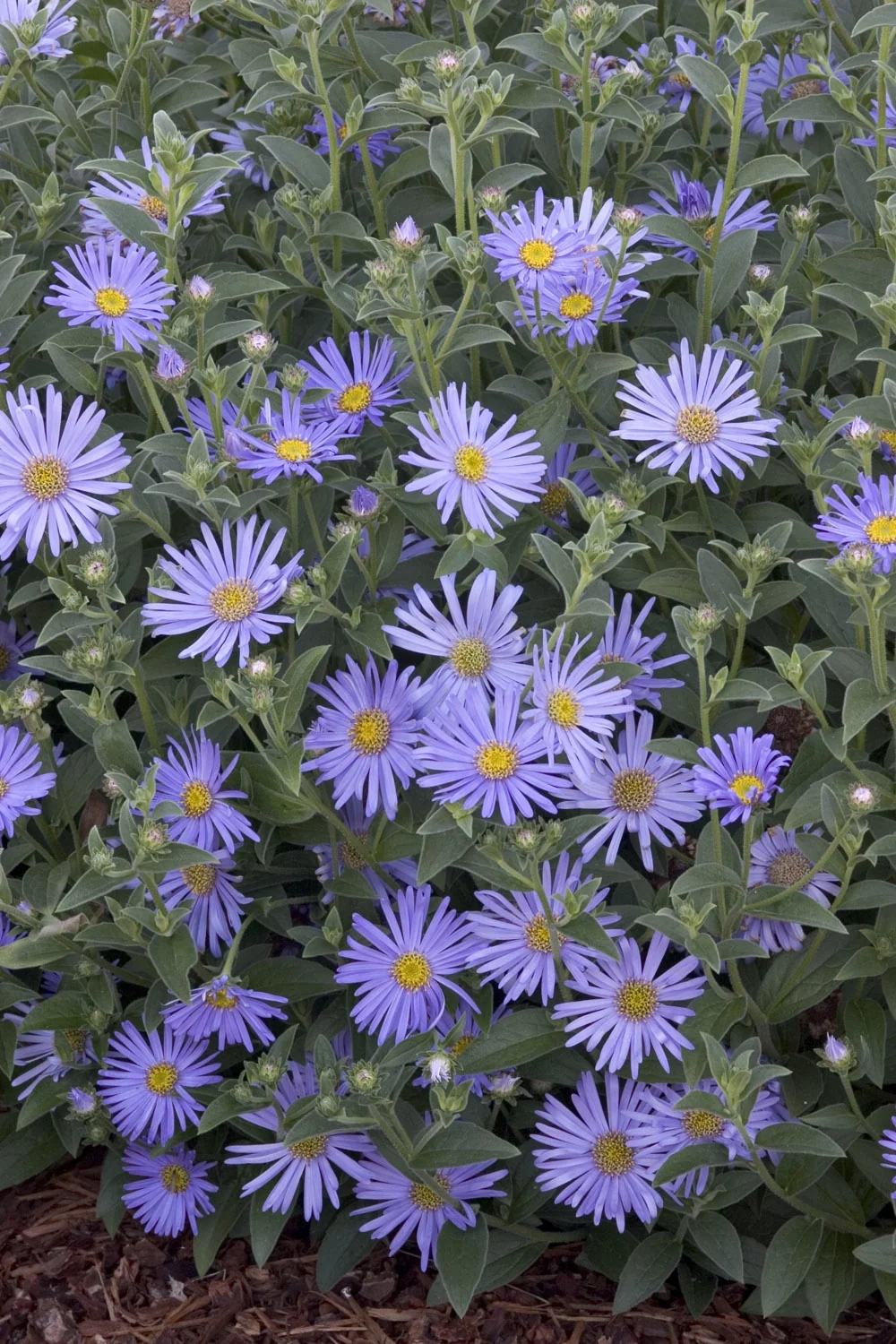 Wood's Blue New York Aster 4 Wood's Blue New York Aster
