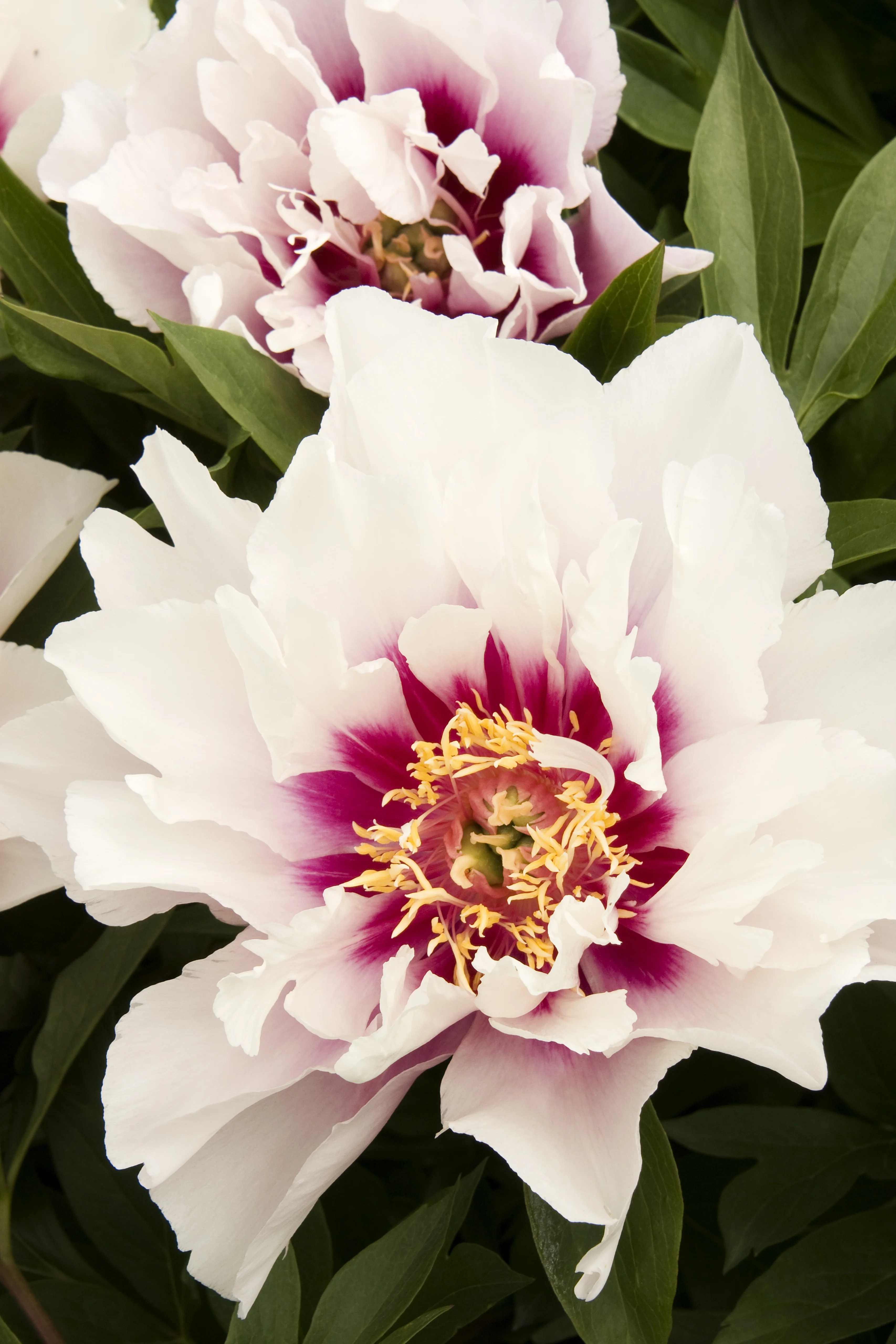 Cora Louise Itoh Peony