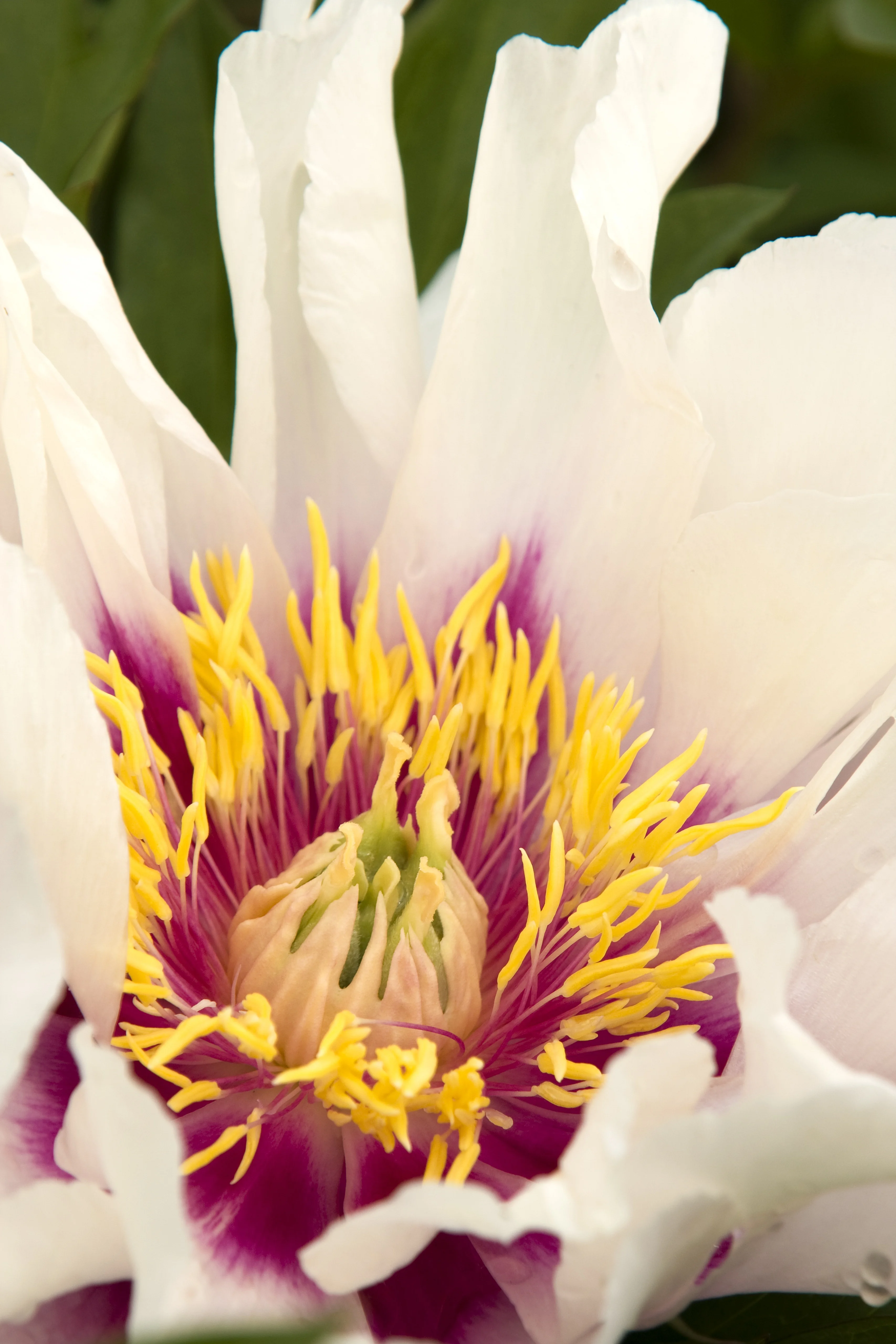 Cora Louise Itoh Peony