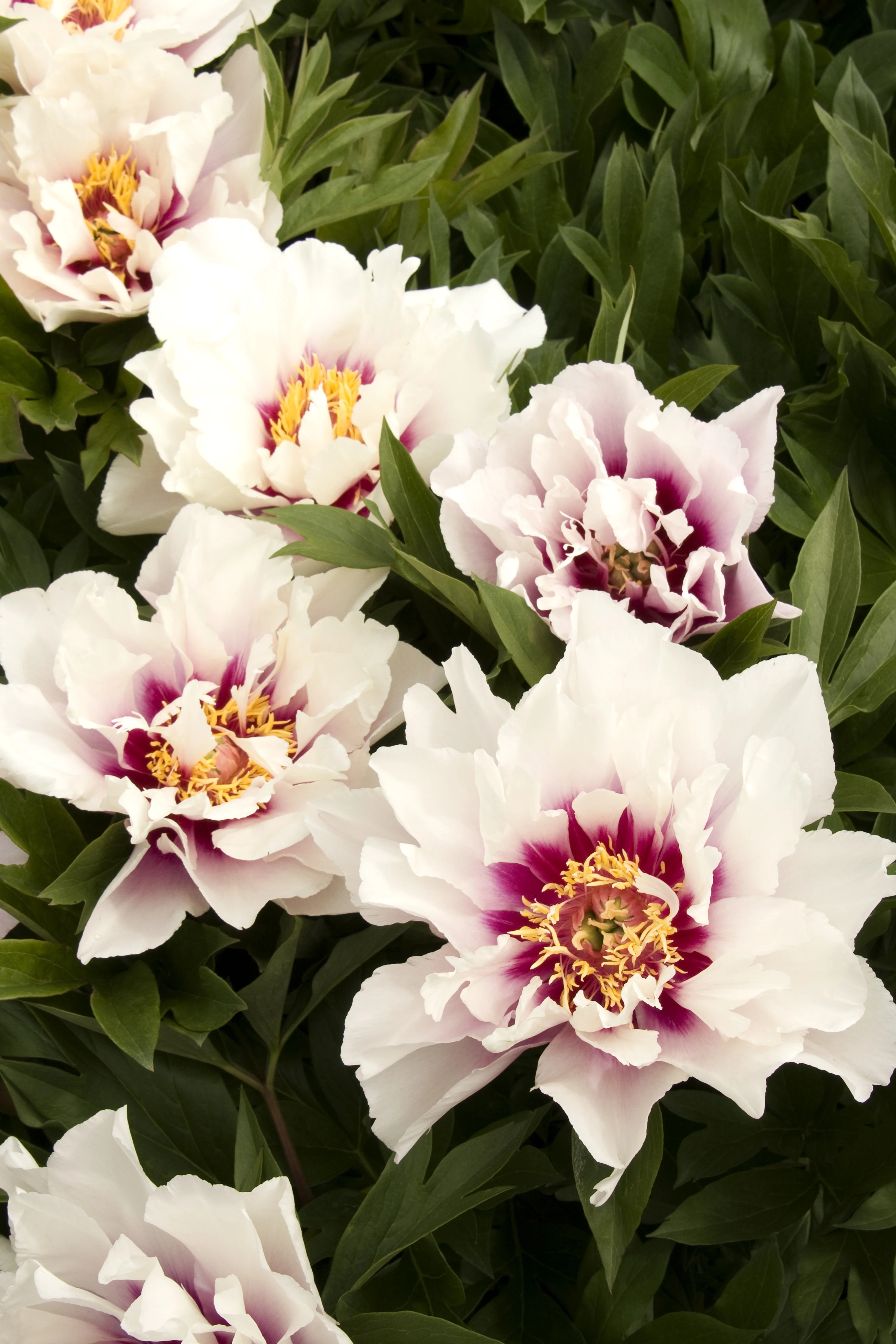 Cora Louise Itoh Peony 3 Cora Louise Itoh Peony