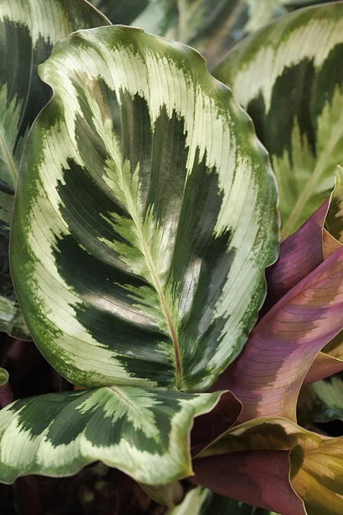 Marion Prayer Plant