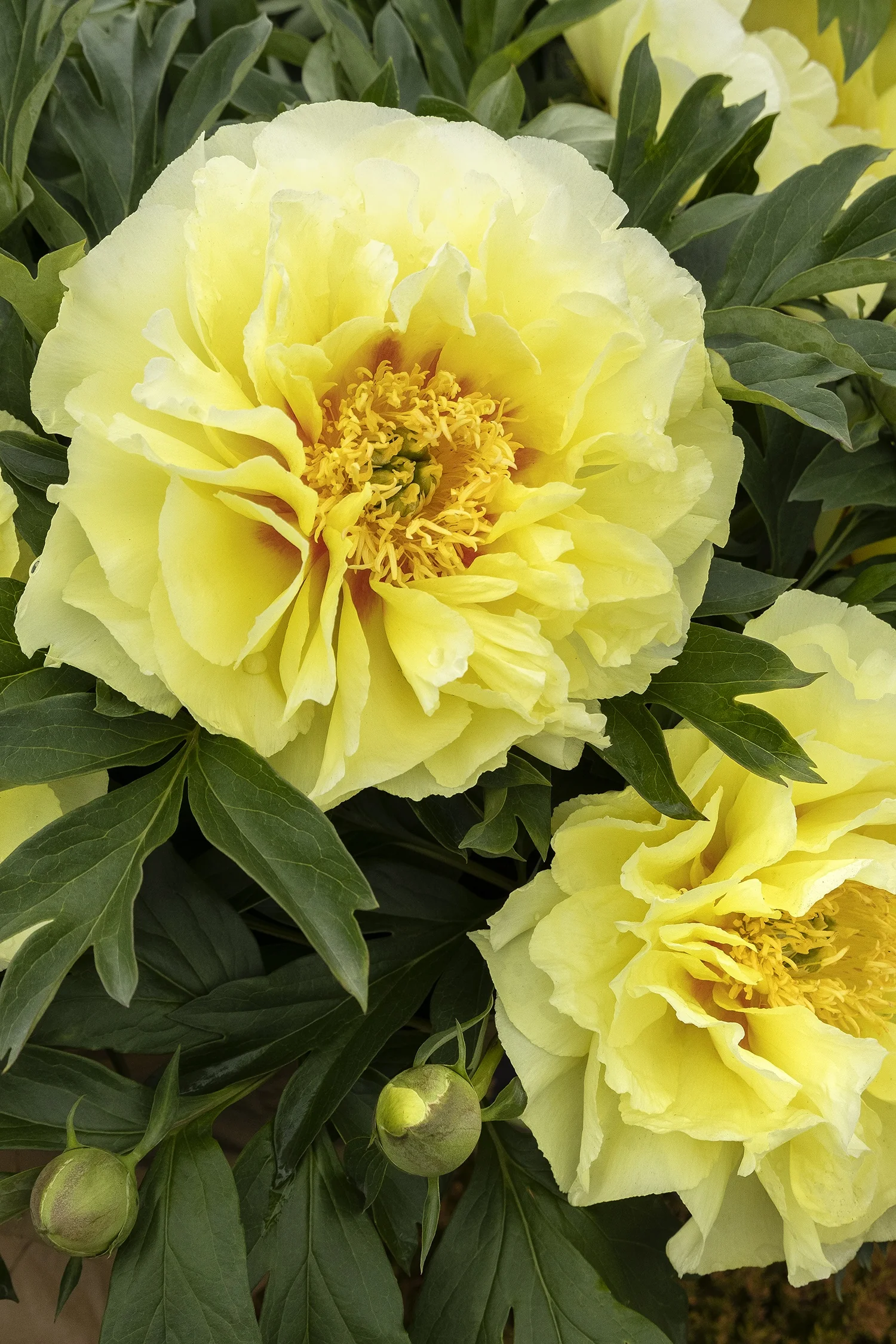 Bartzella Itoh Peony