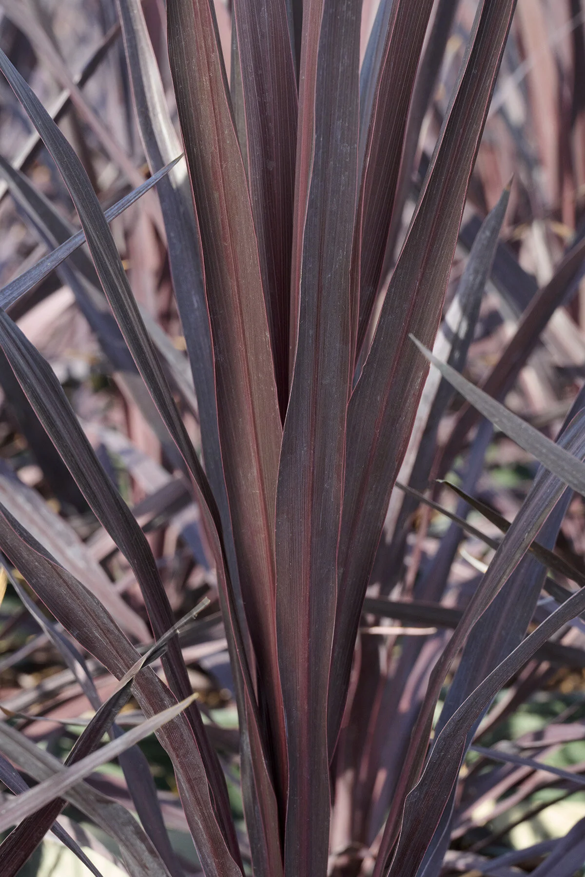 Burgundy Spire™ Cordyline