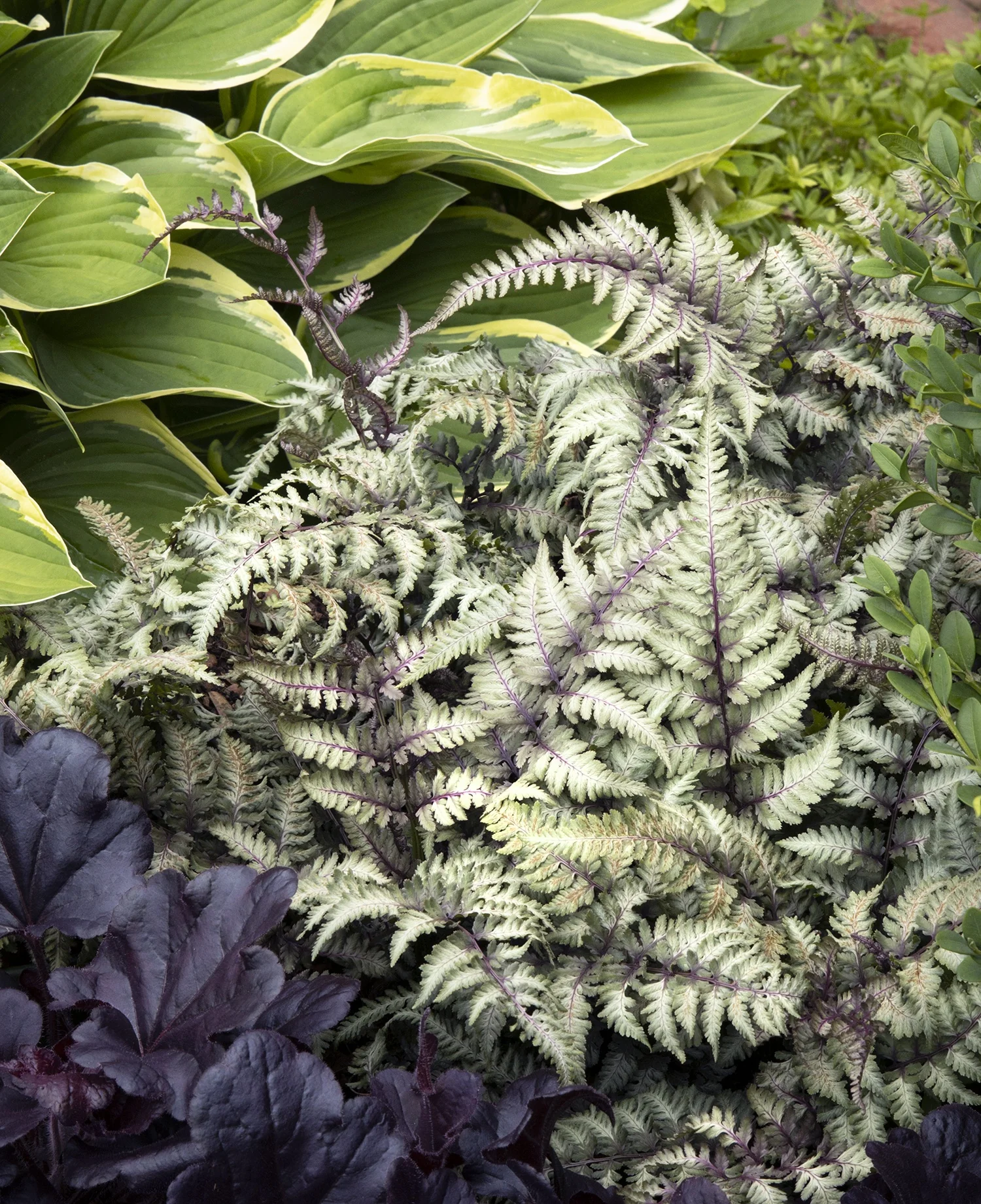 Pewter Lace Painted Fern