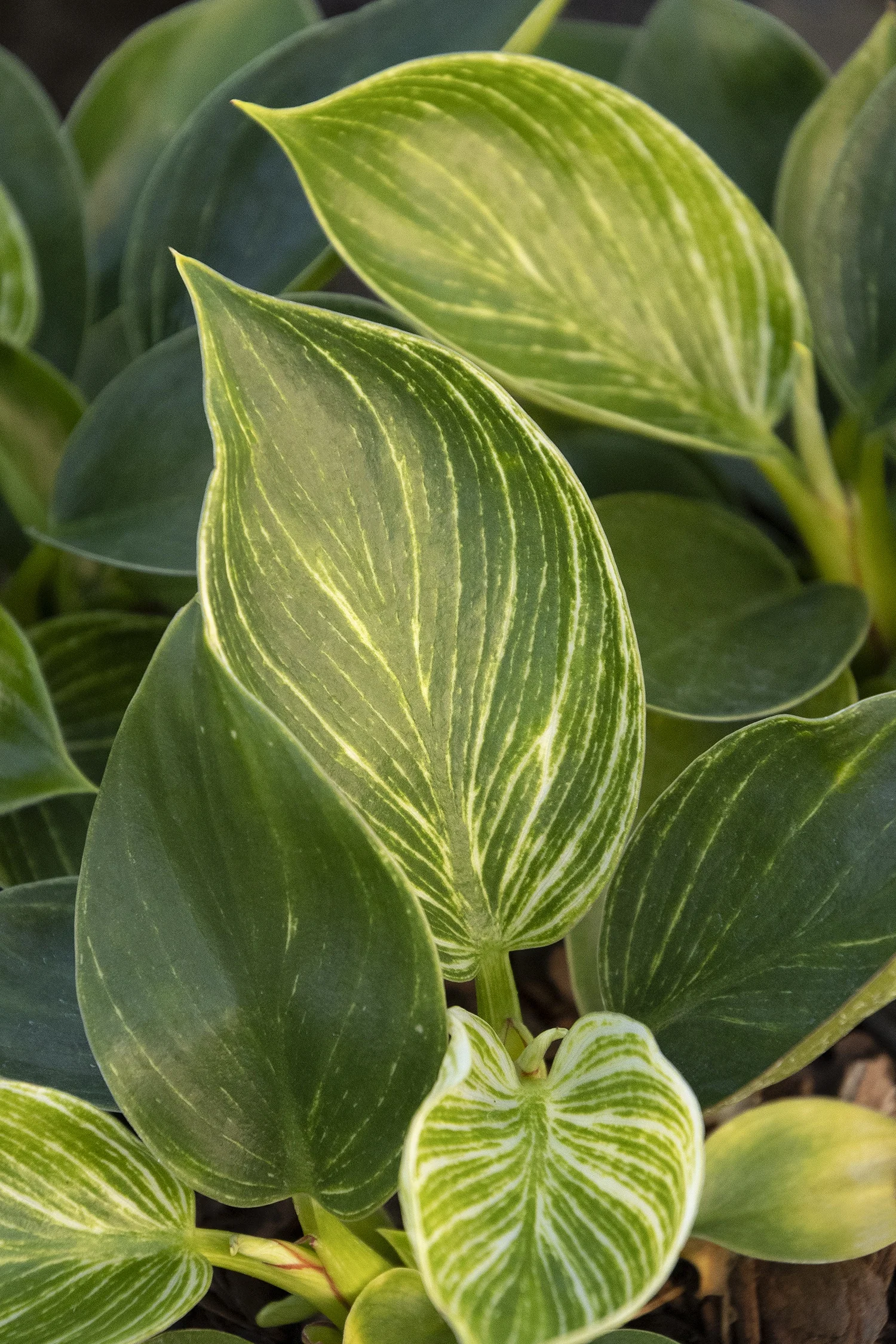 Birkin Philodendron