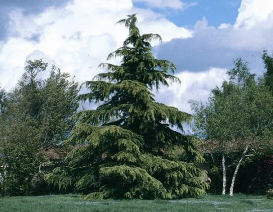 Deodar Cedar
