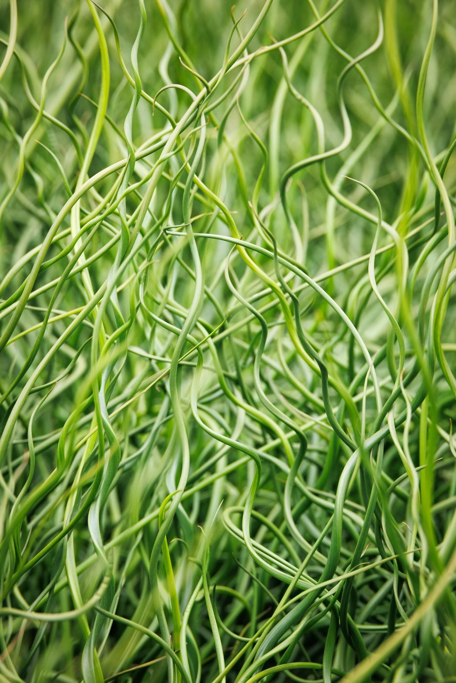 ColorGrass® Twister 2 ColorGrass® Twister