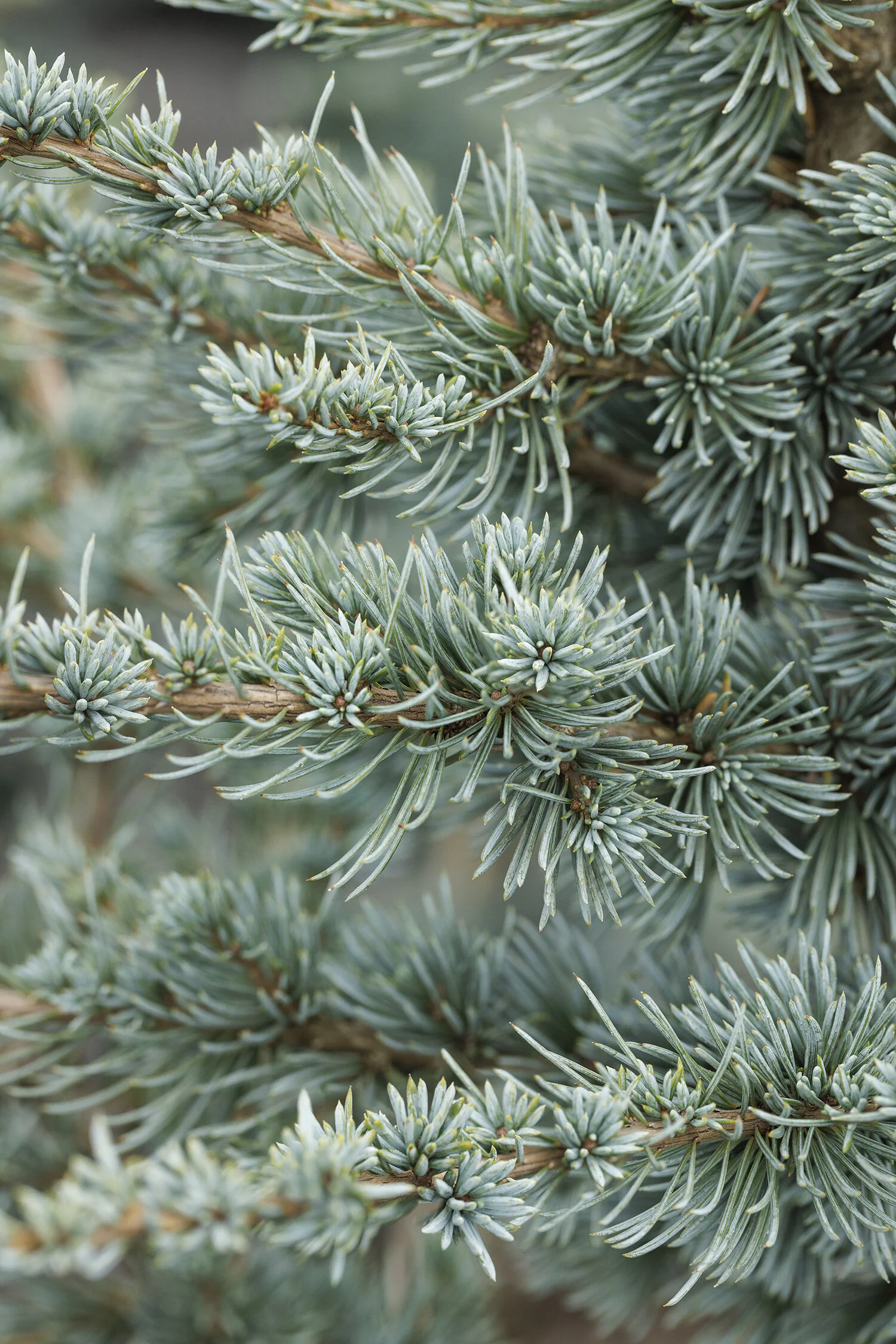 Blue Atlas Cedar 8 Blue Atlas Cedar
